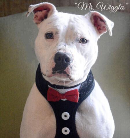 Enlarge Mr. Wiggles, a Adoptable mixed breed in Lubbock, TX image 5/5