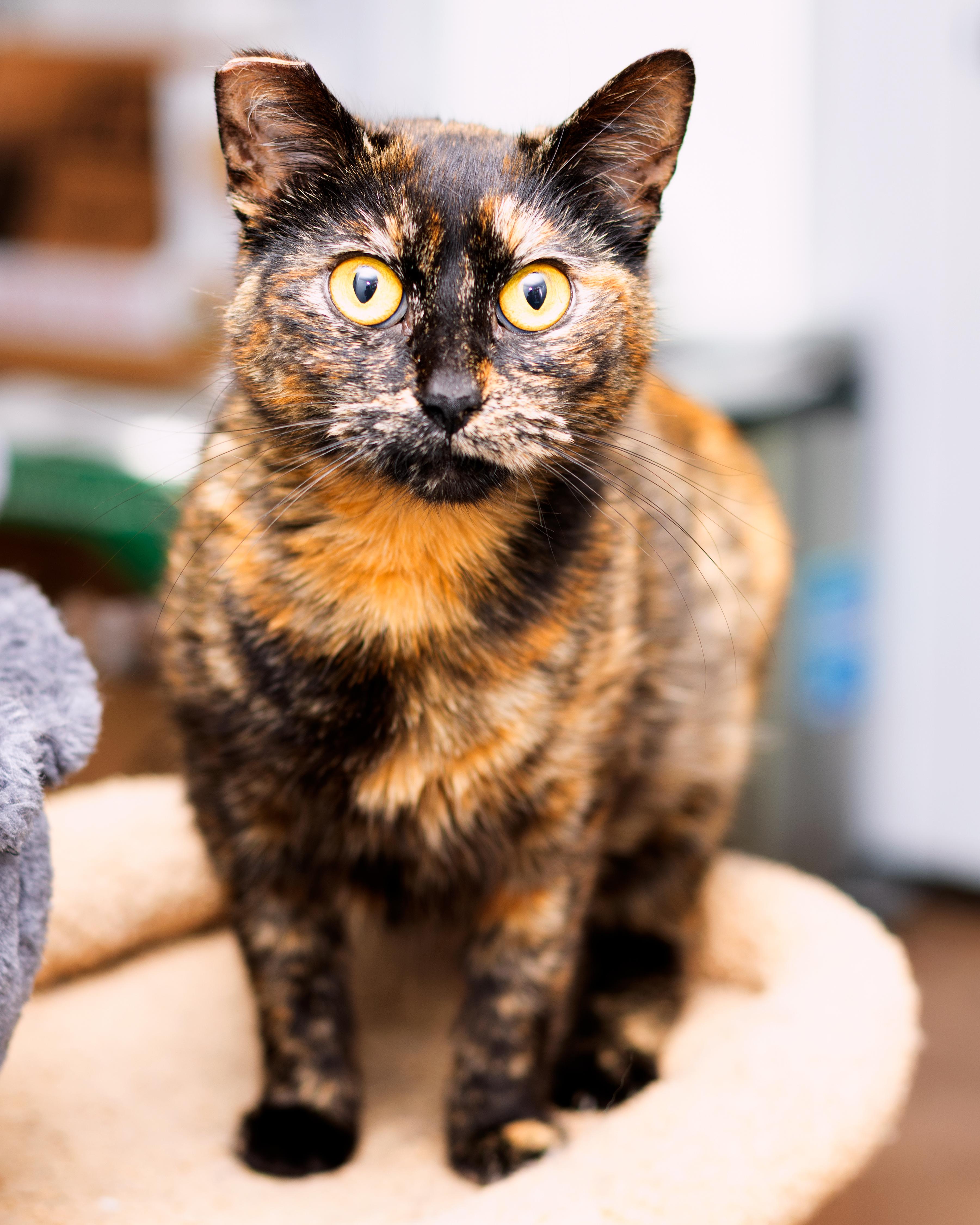 Toast, Young Female Tortoiseshell