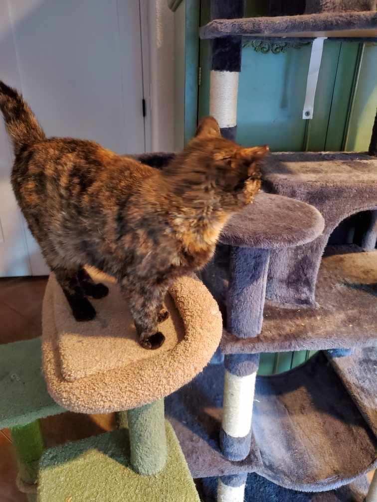 Toast, a Adoptable Tortoiseshell in Salinas, CA image 2/2