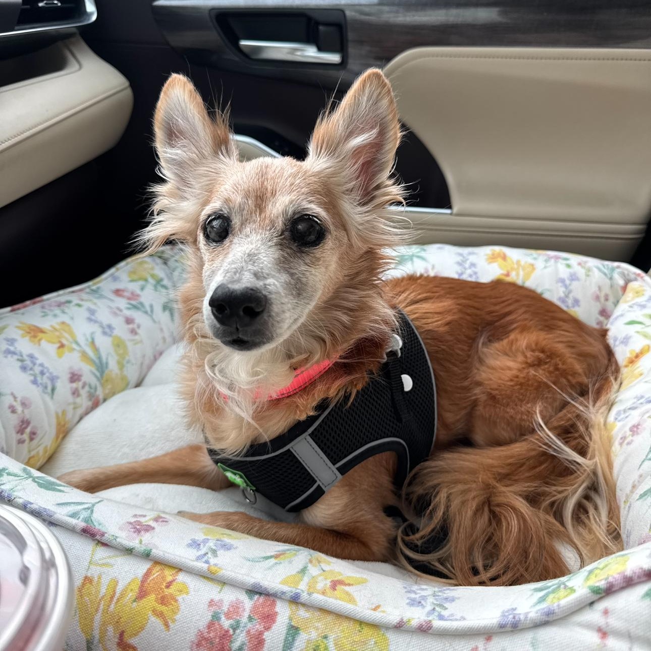 Tiger Lily thumbnail 2