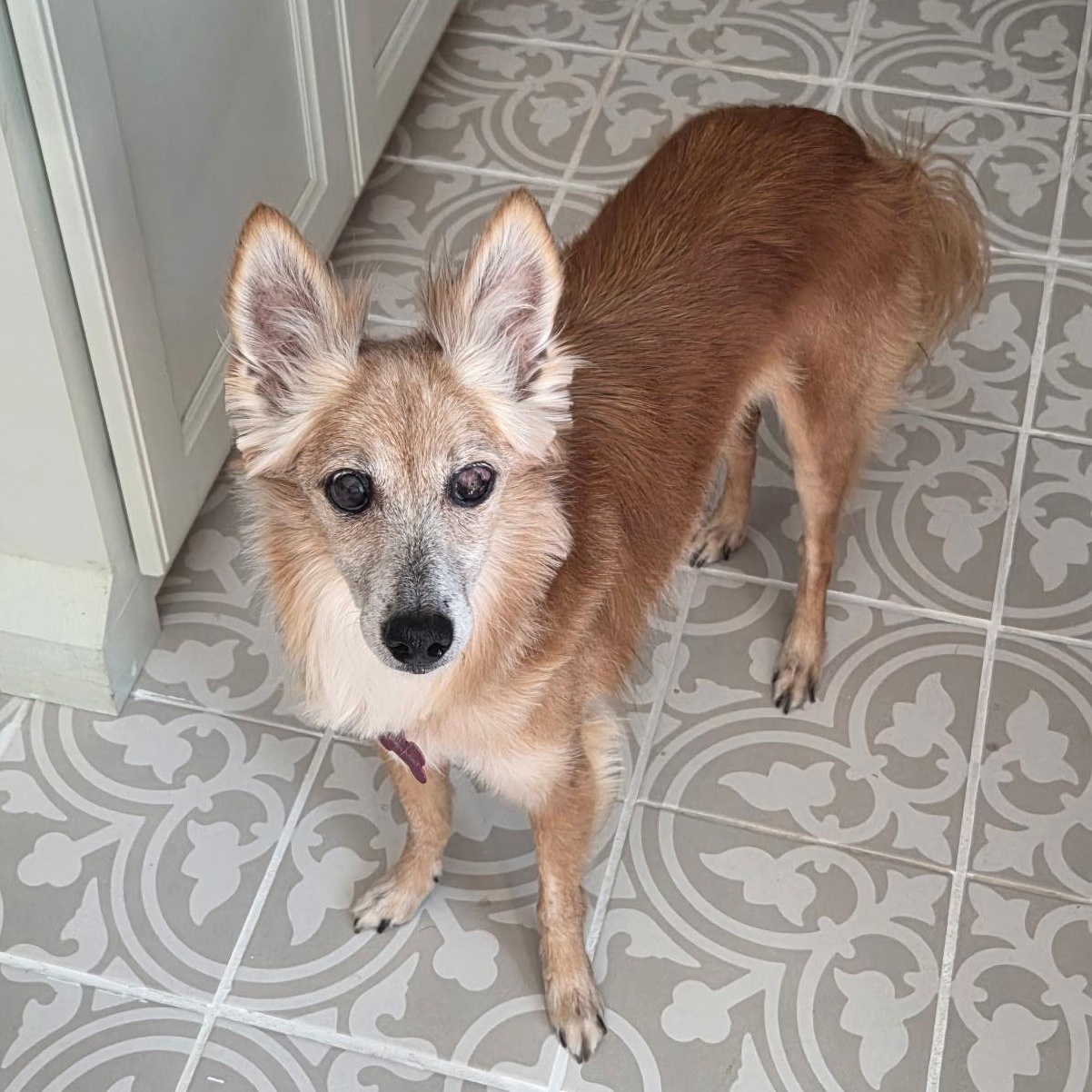 Enlarge Tiger Lily, a Adoptable Xoloitzcuintli / Mexican Hairless in Charlotte, NC image 1/3