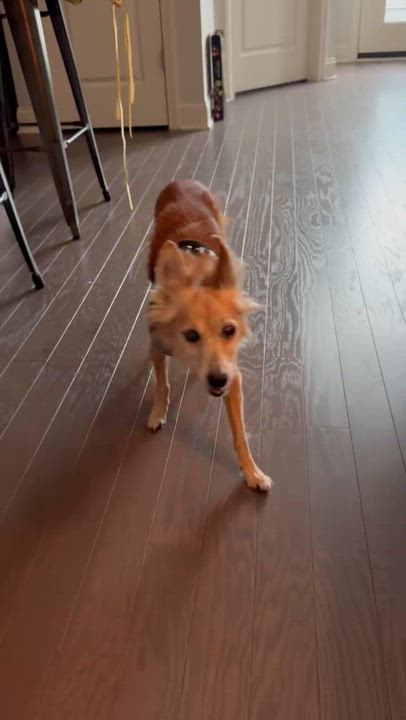 Enlarge Tiger Lily, a Adoptable Xoloitzcuintli / Mexican Hairless in Charlotte, NC video 3/3