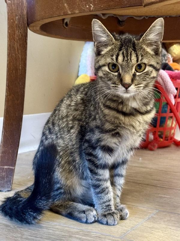 BABY, Baby Female American Shorthair