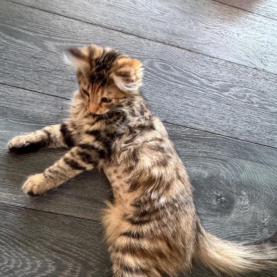 Tabitha, adopted, Kitten Female Tabby & Calico.