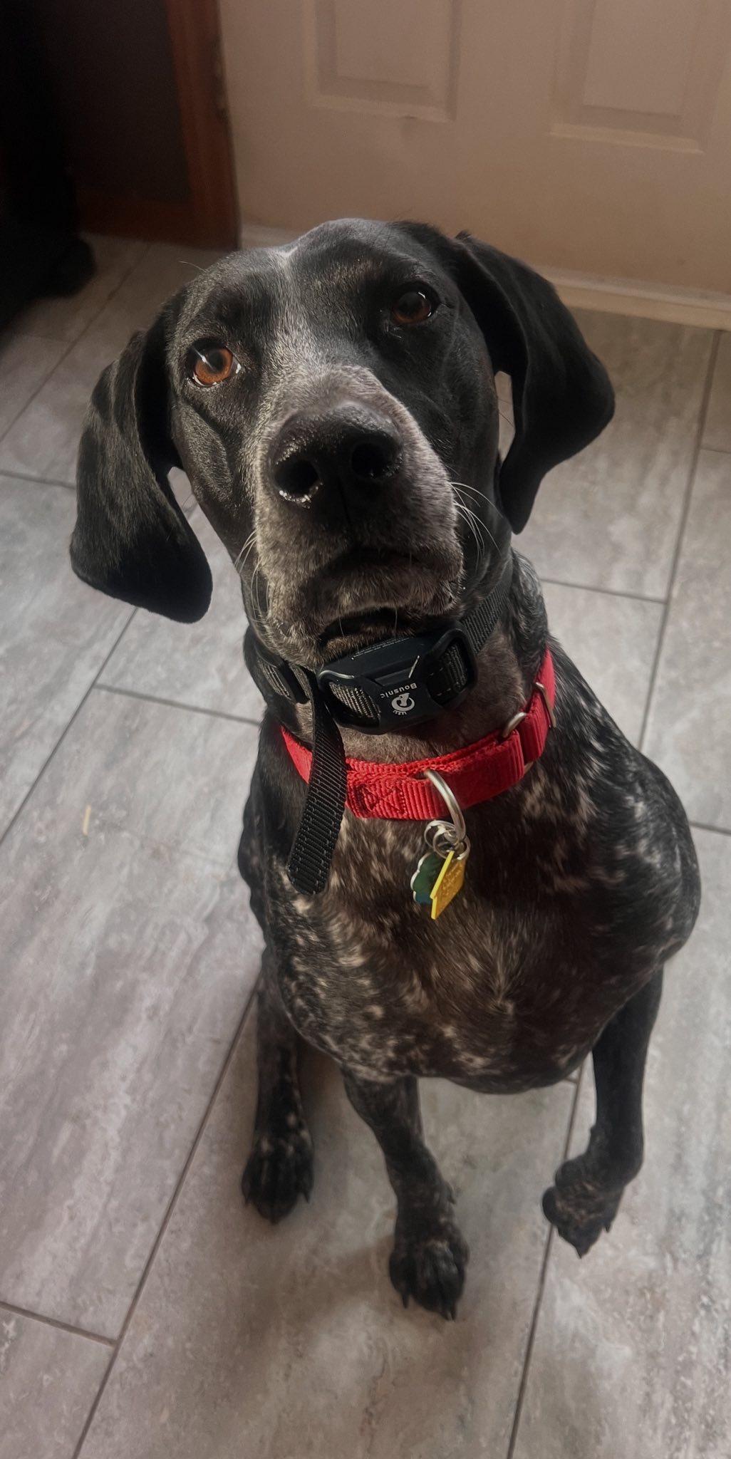 Enlarge Blue, a Adoptable German Shorthaired Pointer in Tewksbury, MA image 1/3