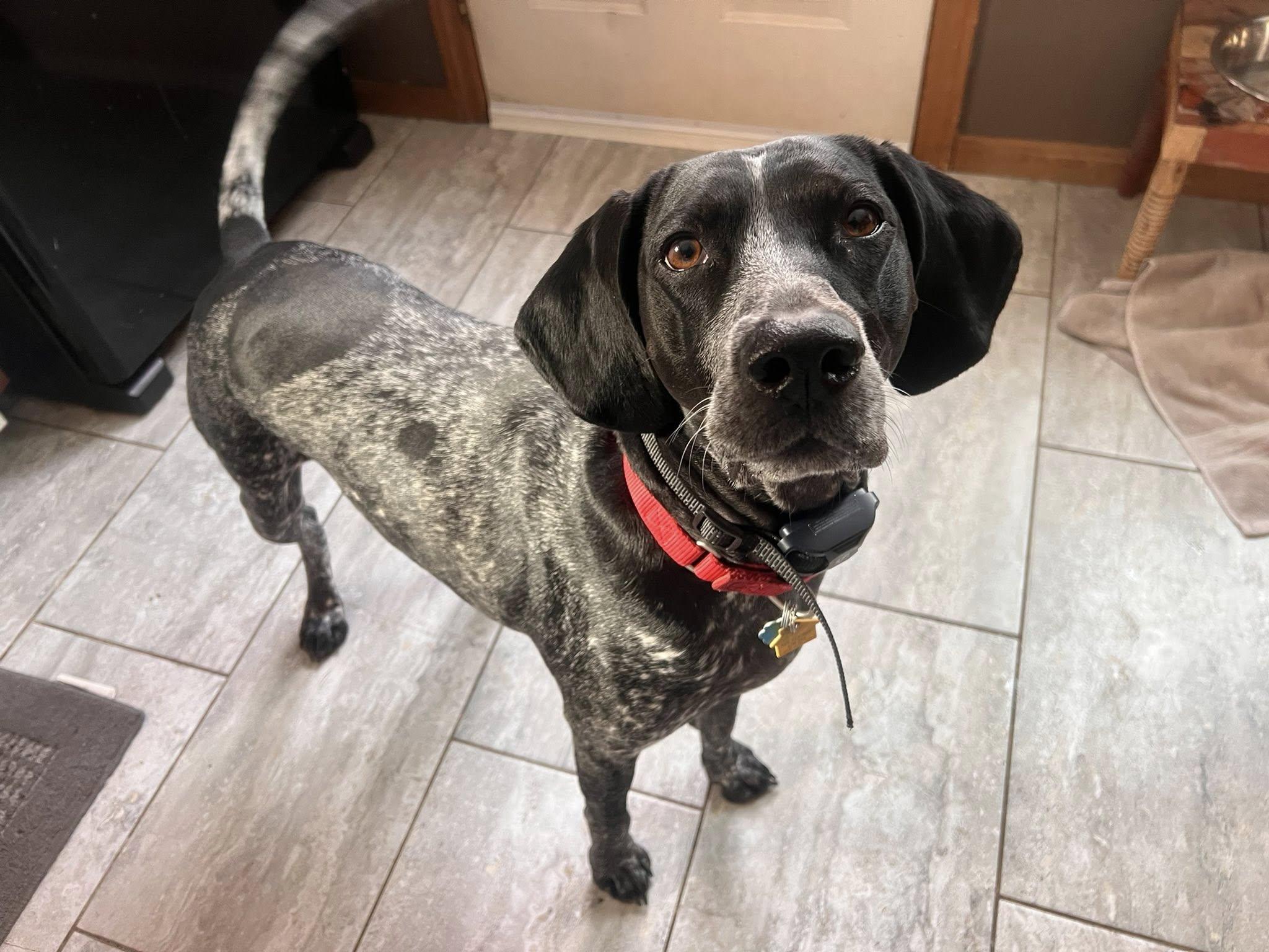 Enlarge Blue, a Adoptable German Shorthaired Pointer in Tewksbury, MA image 3/3