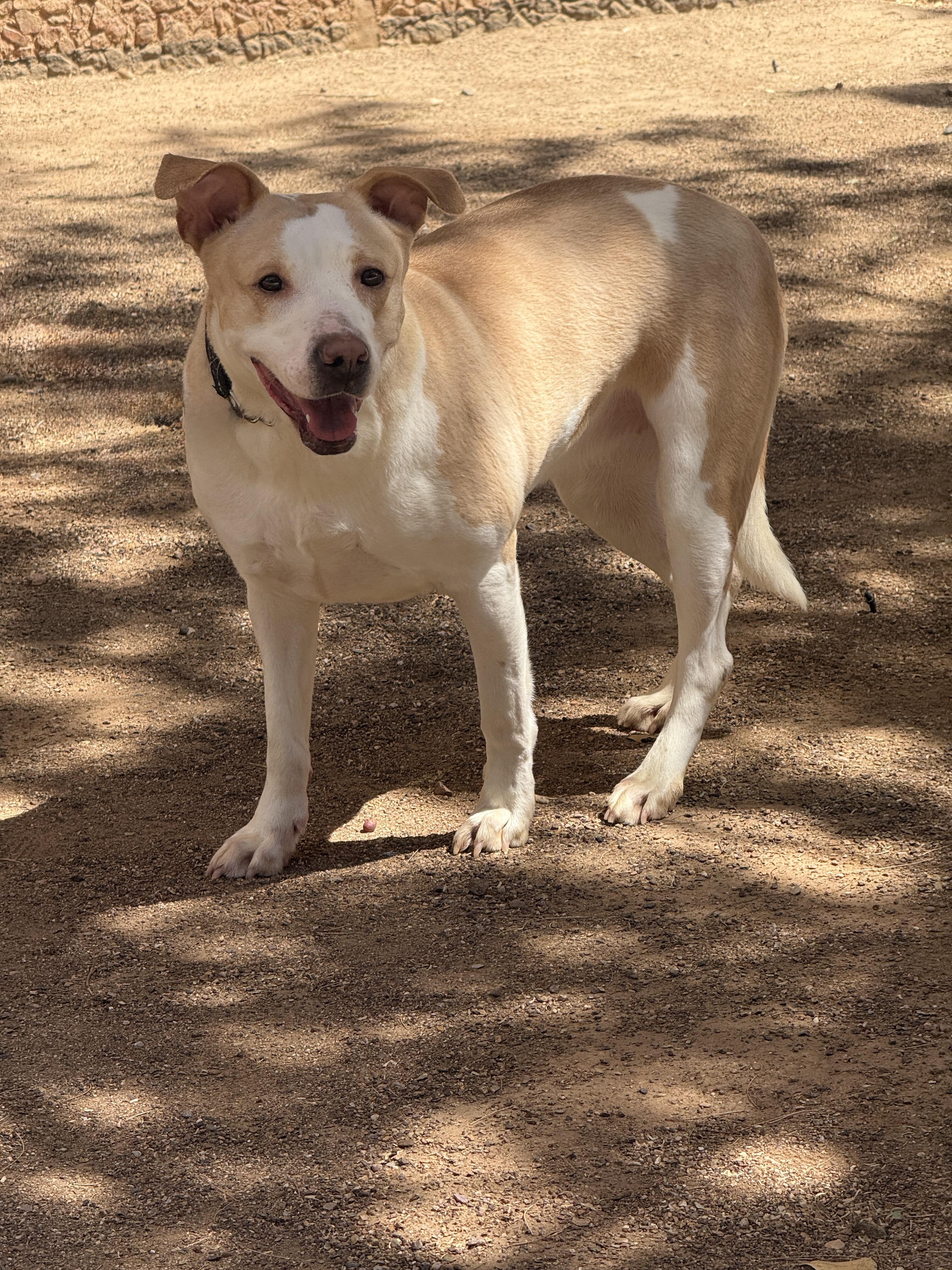 Enlarge Karmen 3969, an adoptable mixed breed in Phoenix, AZ image 1/2