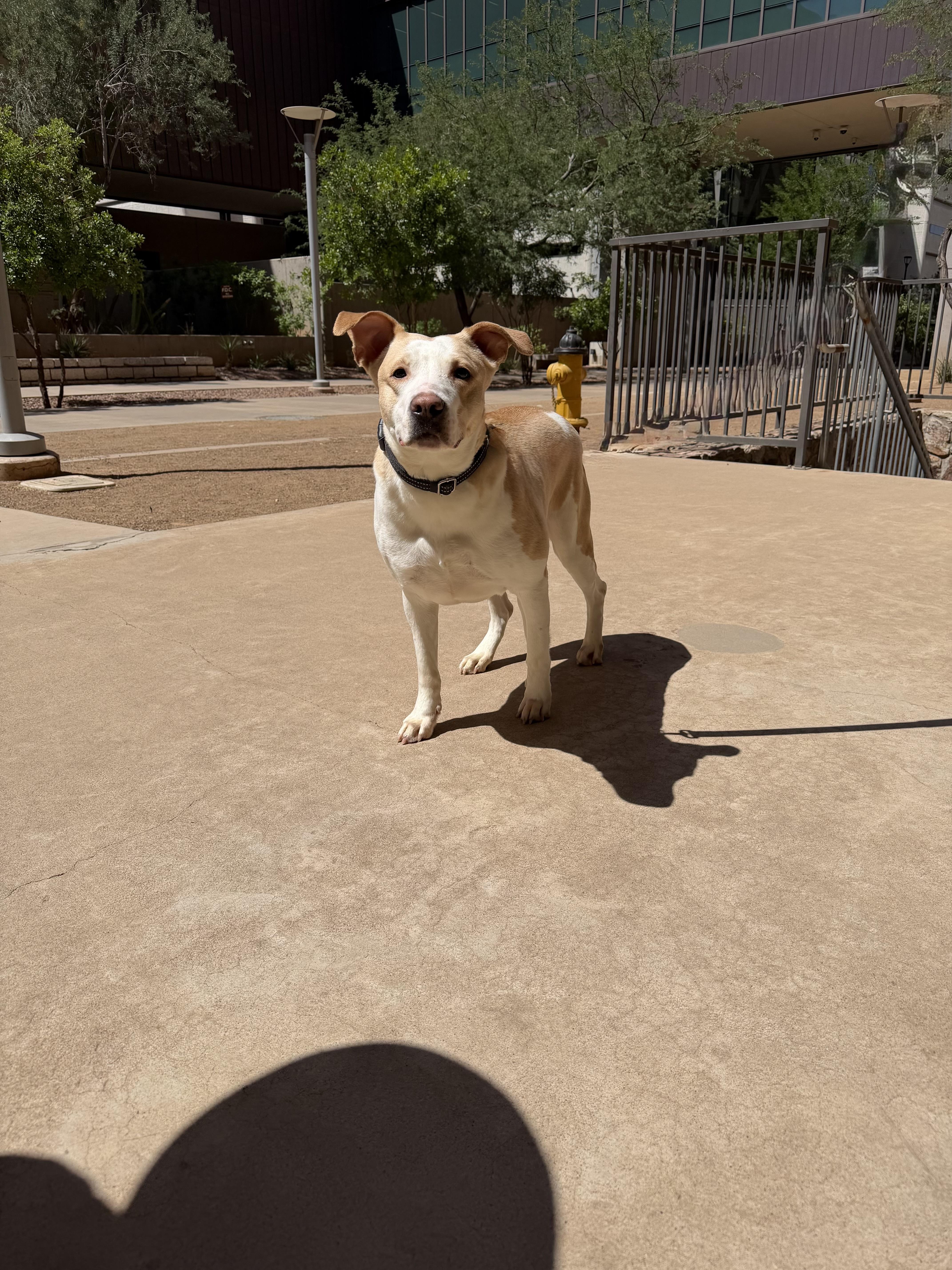 Enlarge Karmen 3969, an adoptable mixed breed in Phoenix, AZ image 2/2