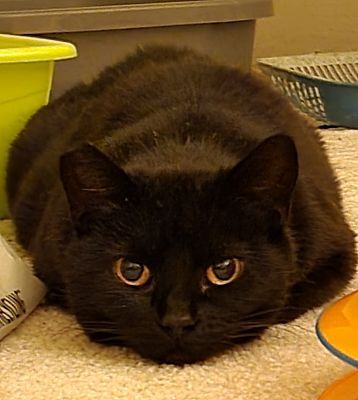 Nora, Adopted, Senior Female Domestic Short Hair & Burmese.