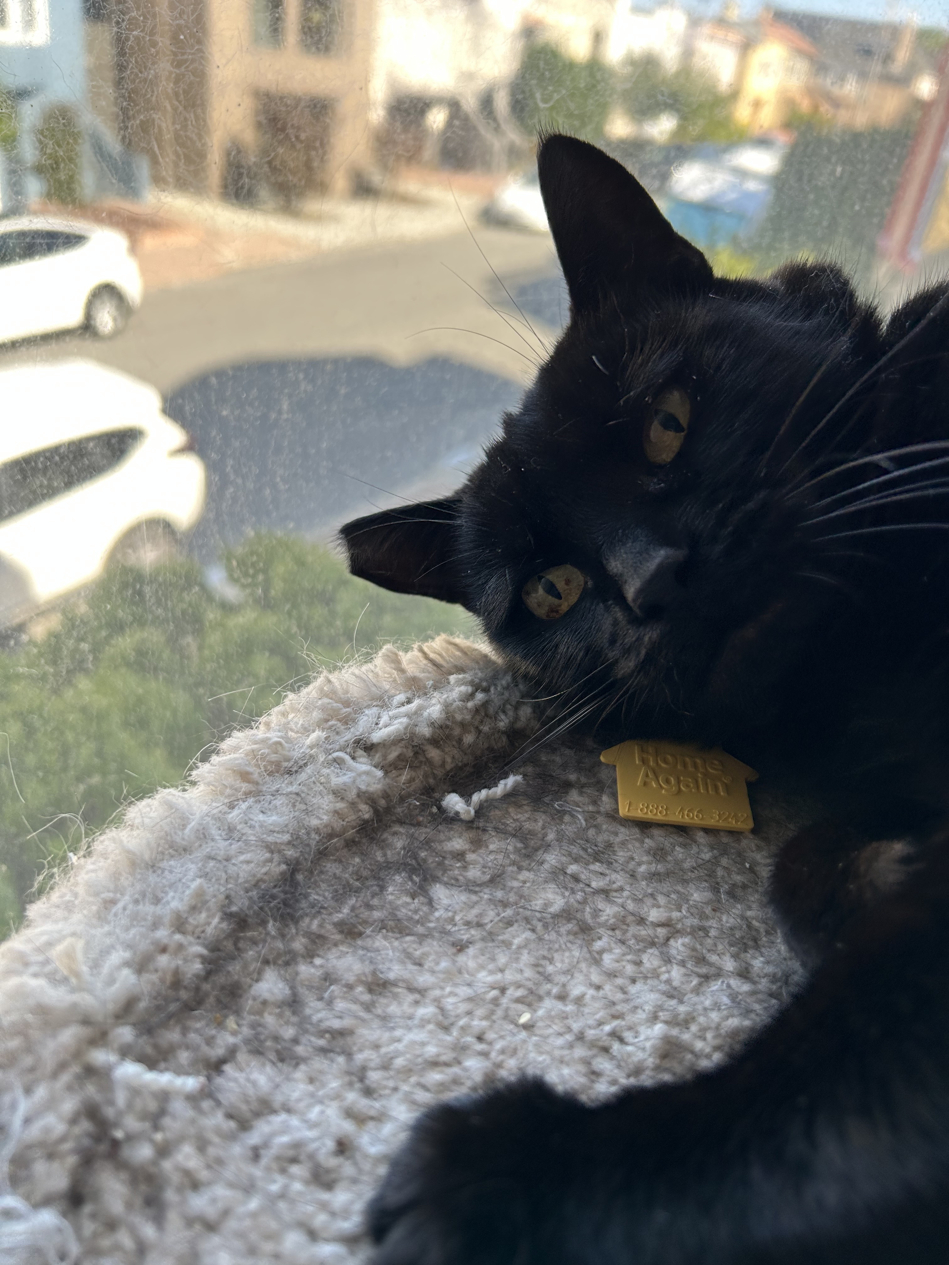 Enlarge Nora, a Adopted mixed breed in San Francisco, CA image 2/6