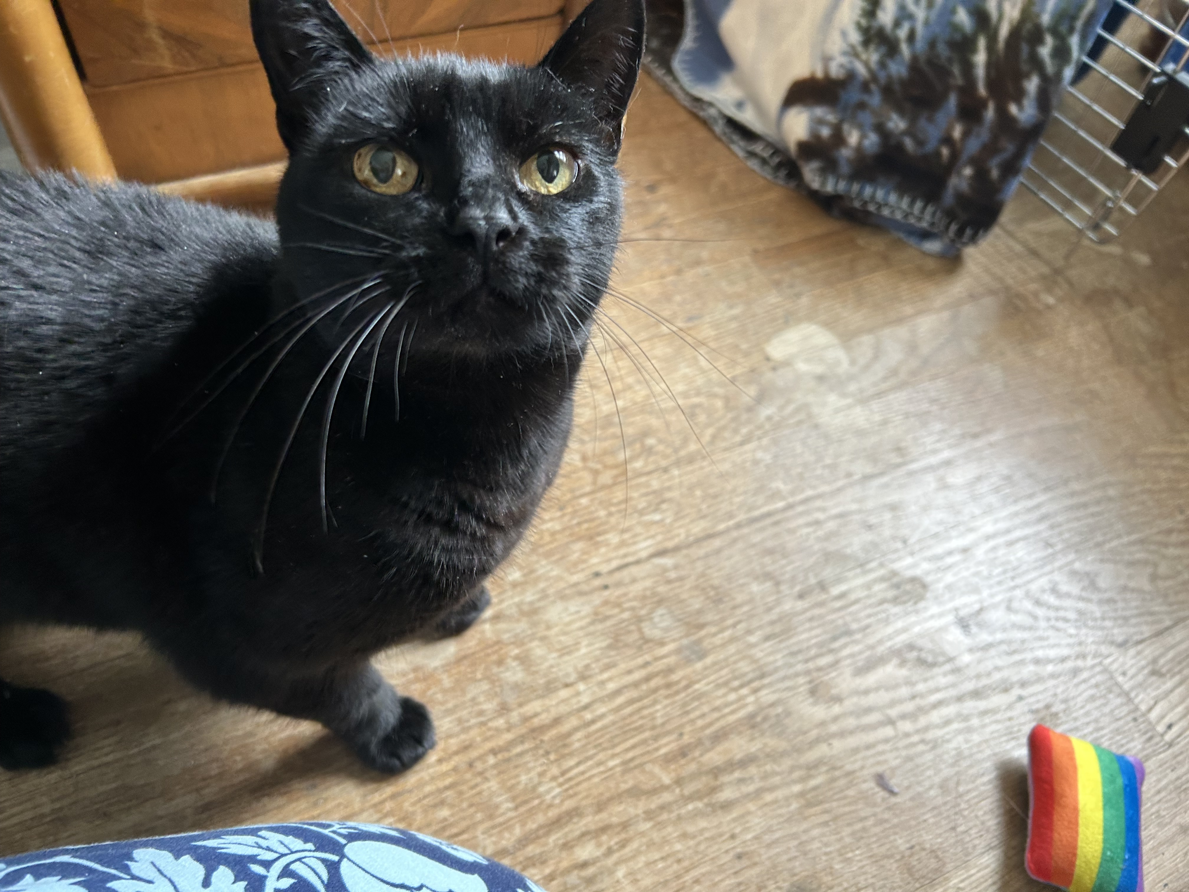 Enlarge Nora, a Adopted mixed breed in San Francisco, CA image 3/6