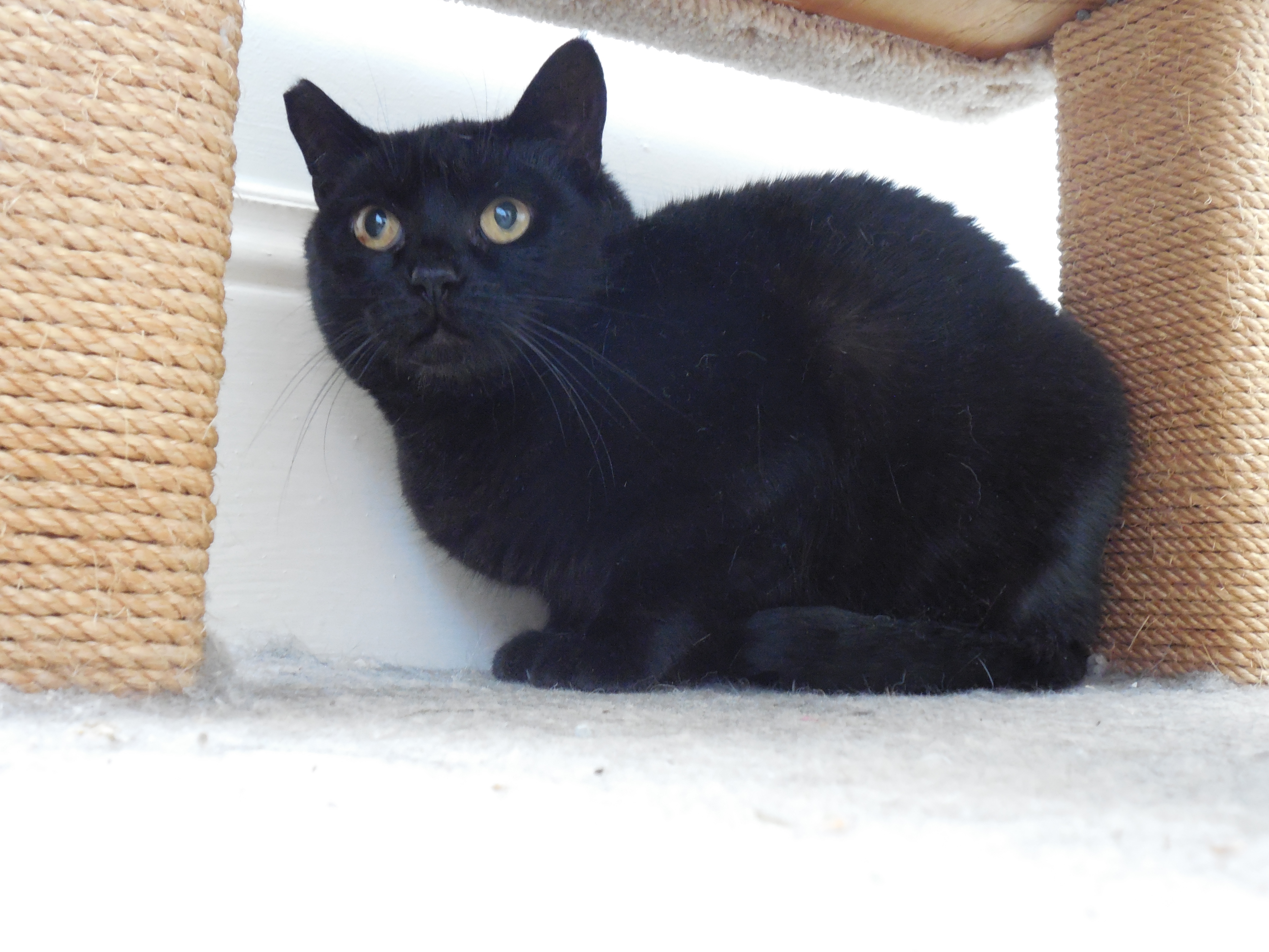 Enlarge Nora, a Adopted mixed breed in San Francisco, CA image 4/6