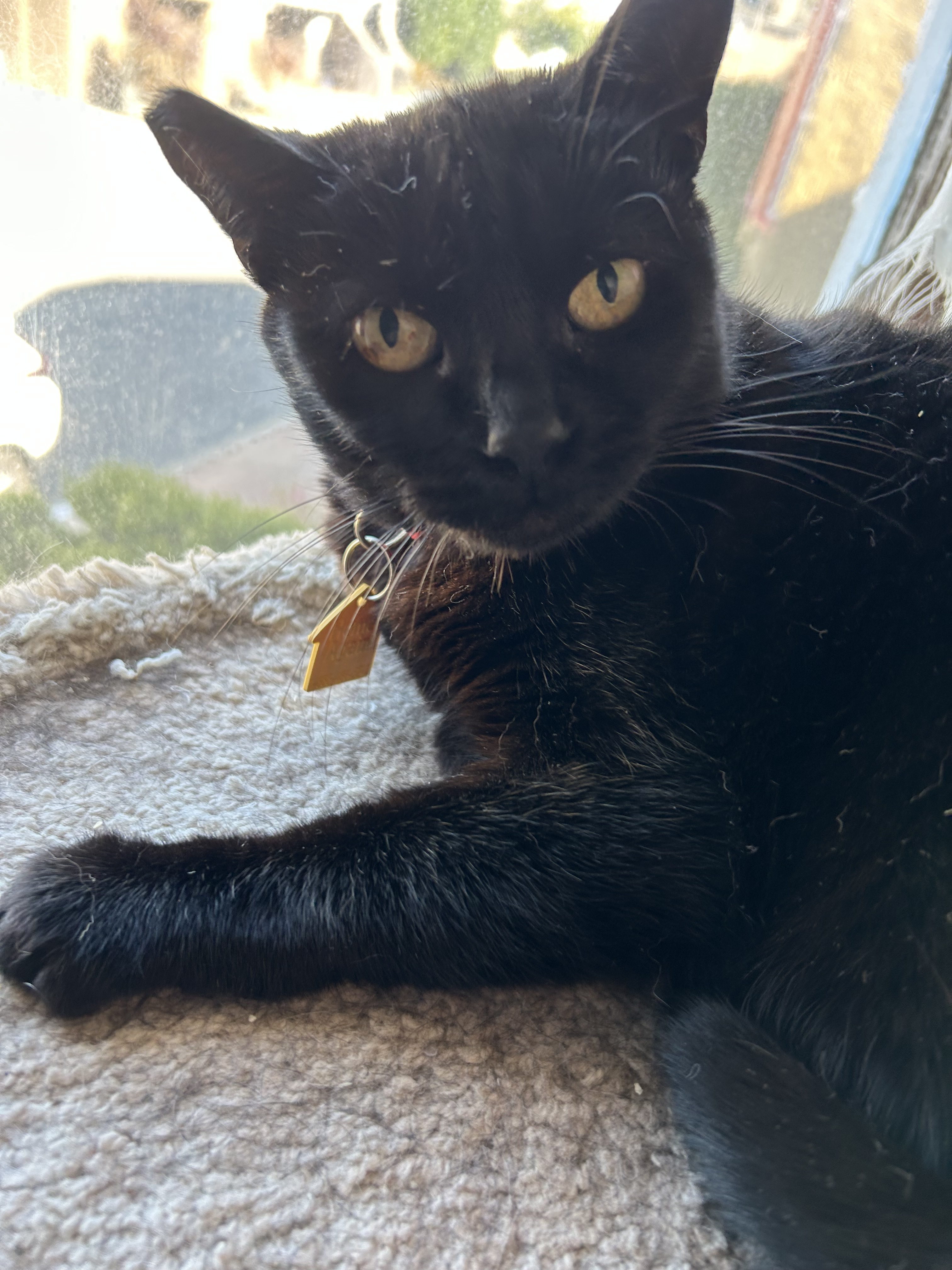 Enlarge Nora, a Adopted mixed breed in San Francisco, CA image 5/6