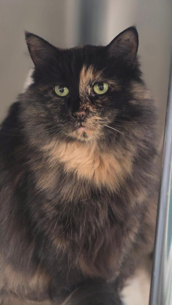 Puzzle, a Adoptable mixed breed in Mishawaka, IN image 1/5