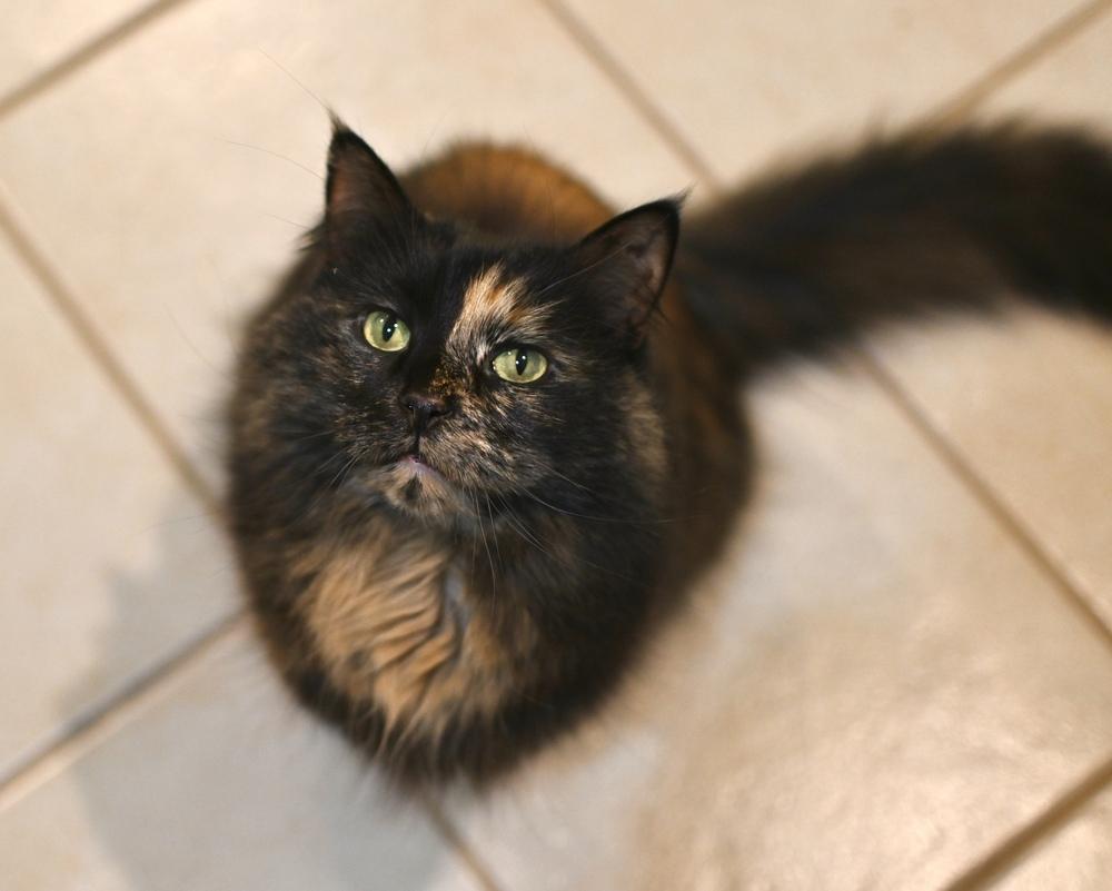 Puzzle, a Adoptable mixed breed in Mishawaka, IN image 2/5