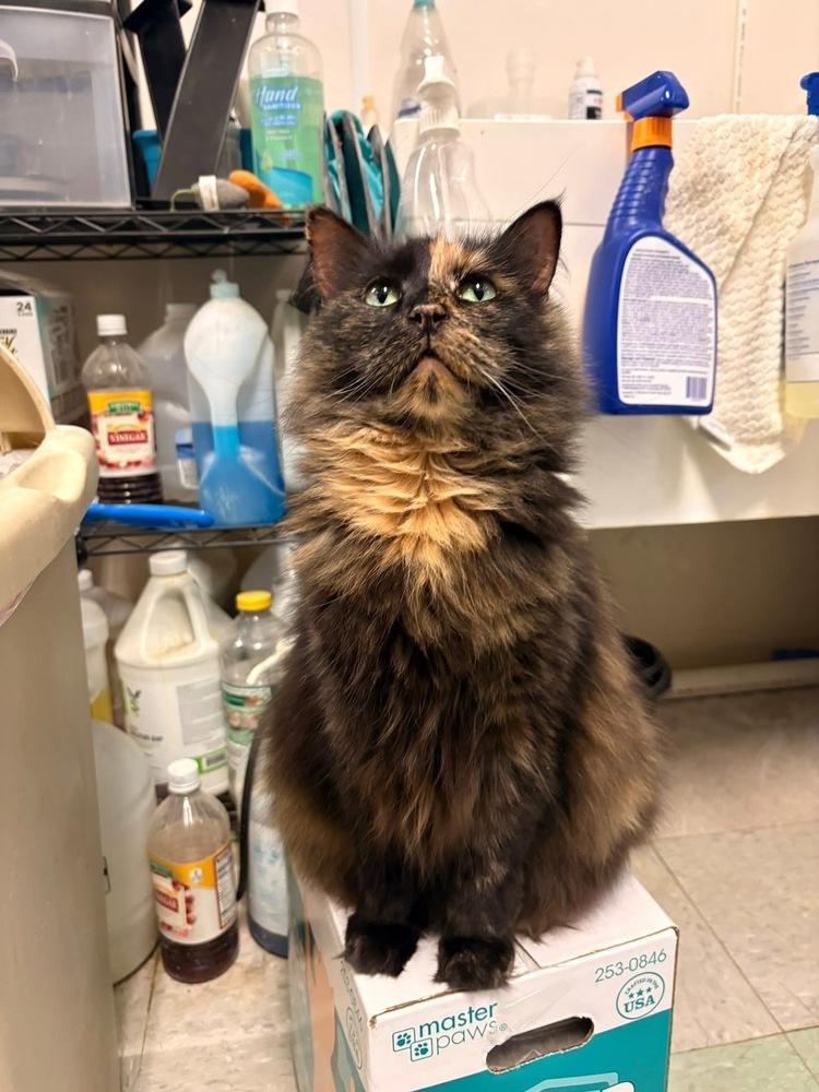 Puzzle, a Adoptable mixed breed in Mishawaka, IN image 3/5