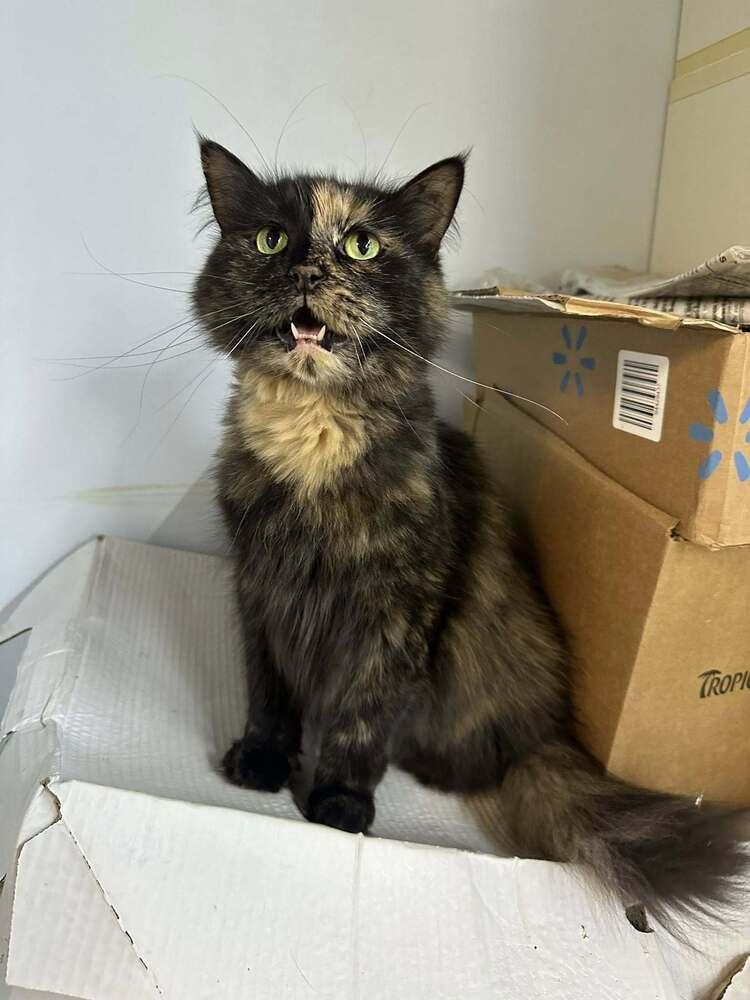 Puzzle, a Adoptable mixed breed in Mishawaka, IN image 4/5