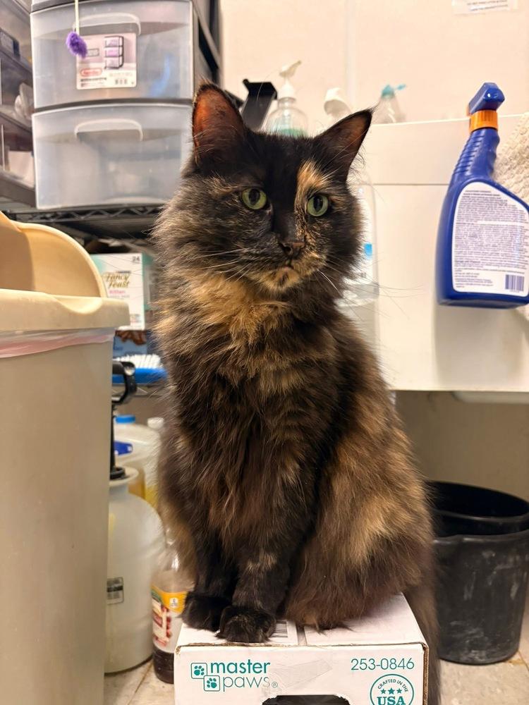 Puzzle, a Adoptable mixed breed in Mishawaka, IN image 5/5