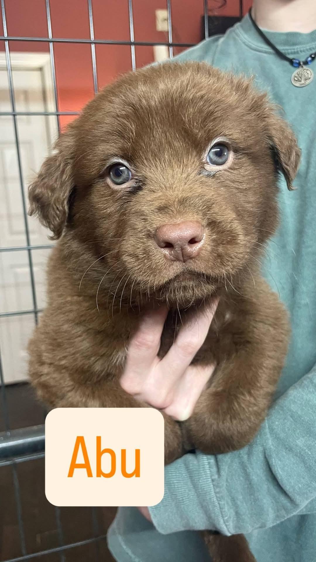 ABU, Adoptable, Puppy Male Labrador Retriever & Chow Chow.