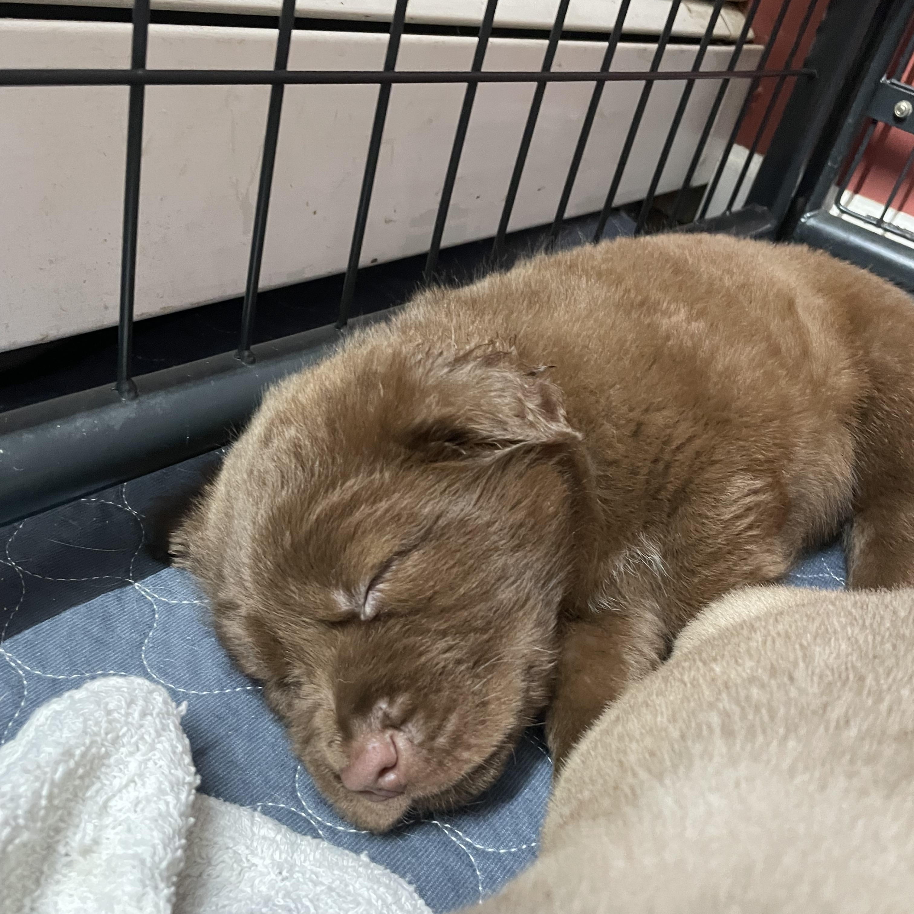 Enlarge ABU, an adopted mixed breed in Manchester, CT image 3/5