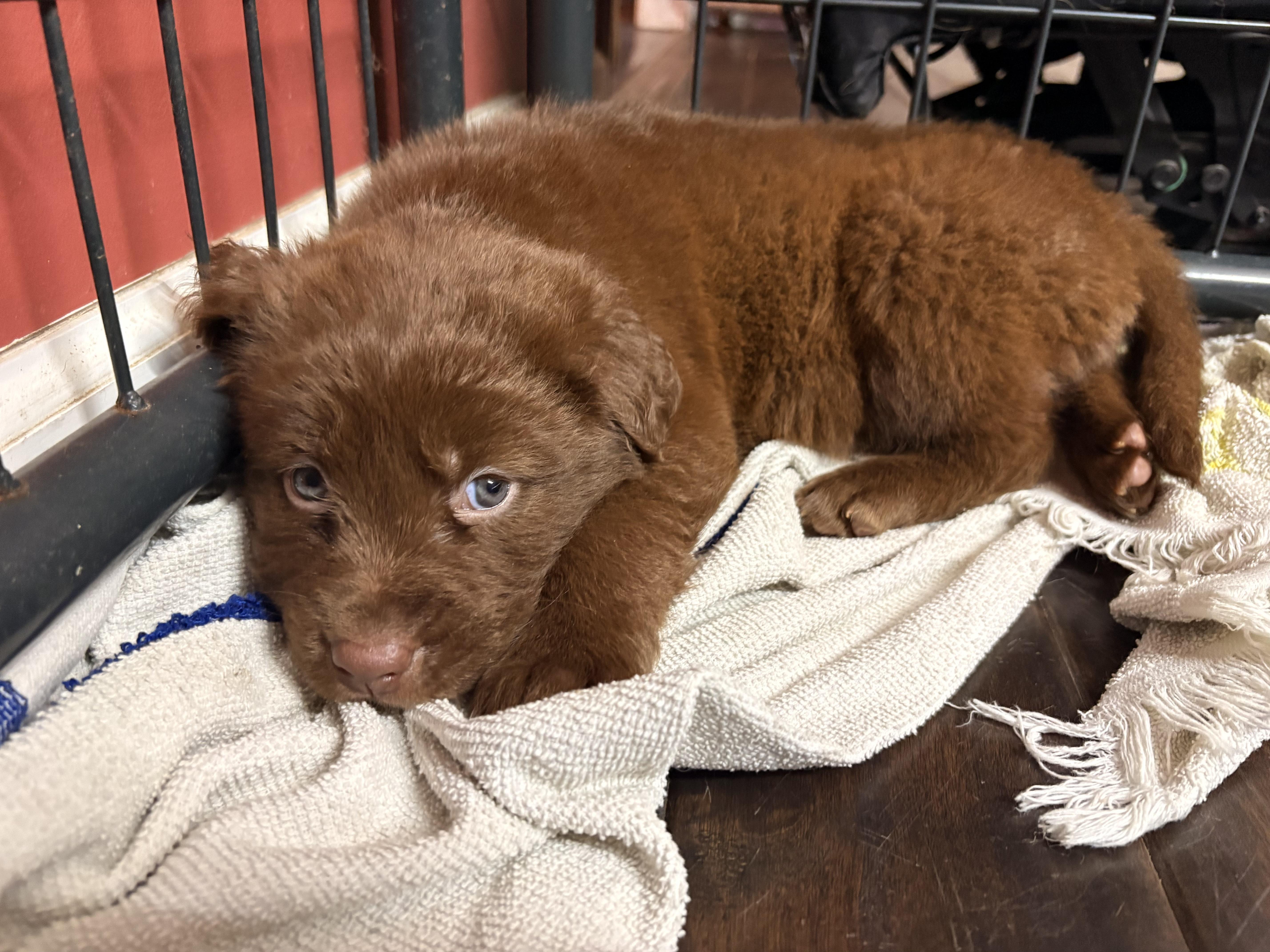 Enlarge ABU, an adopted mixed breed in Manchester, CT image 4/5