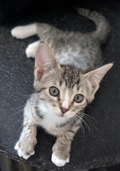 -Whirlpool, an adopted mixed breed in Red Bluff, CA image 2/2