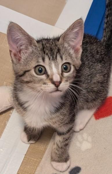 -Whirlpool, an adopted mixed breed in Red Bluff, CA image 1/2