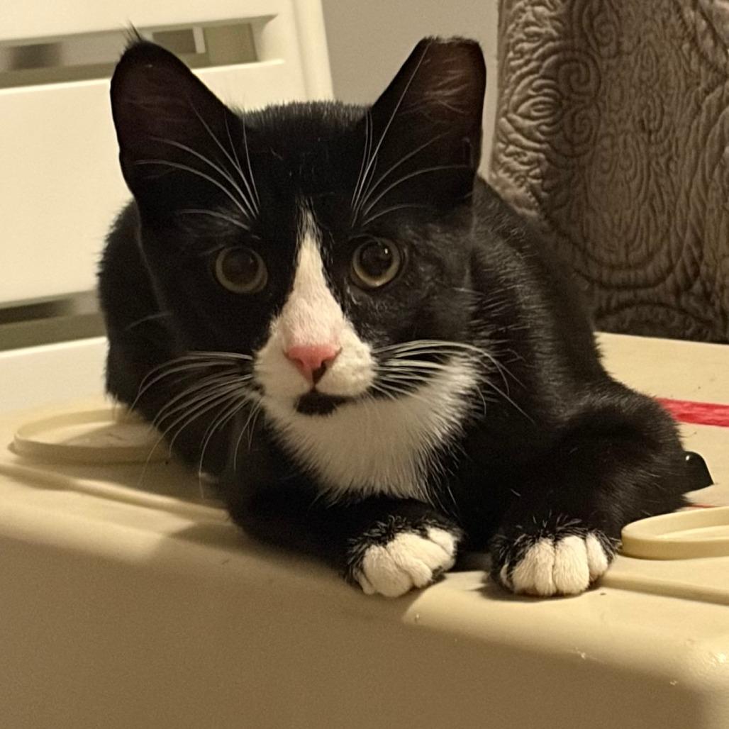 Abraham, Adoptable, Young Male Domestic Short Hair.