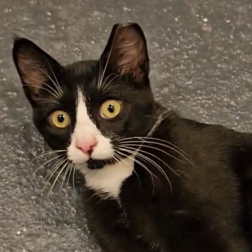 Enlarge Abraham, a Adoptable Domestic Short Hair in Wichita, KS image 2/4