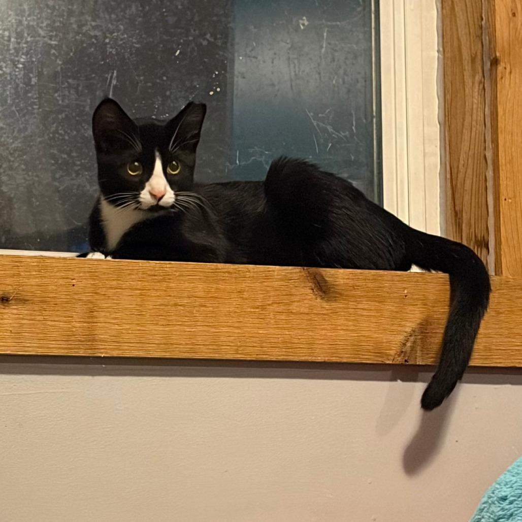 Enlarge Abraham, a Adoptable Domestic Short Hair in Wichita, KS image 3/4