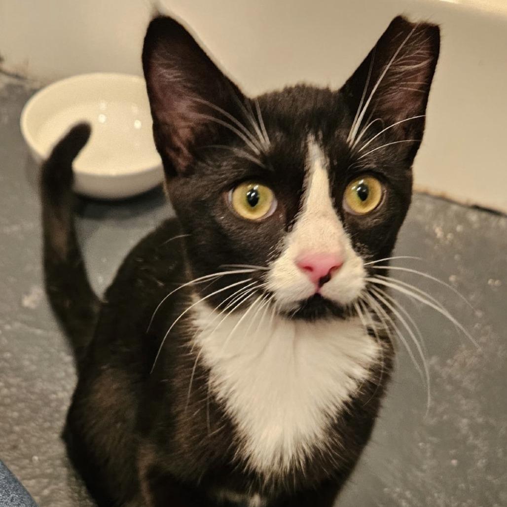 Enlarge Abraham, a Adoptable Domestic Short Hair in Wichita, KS image 4/4