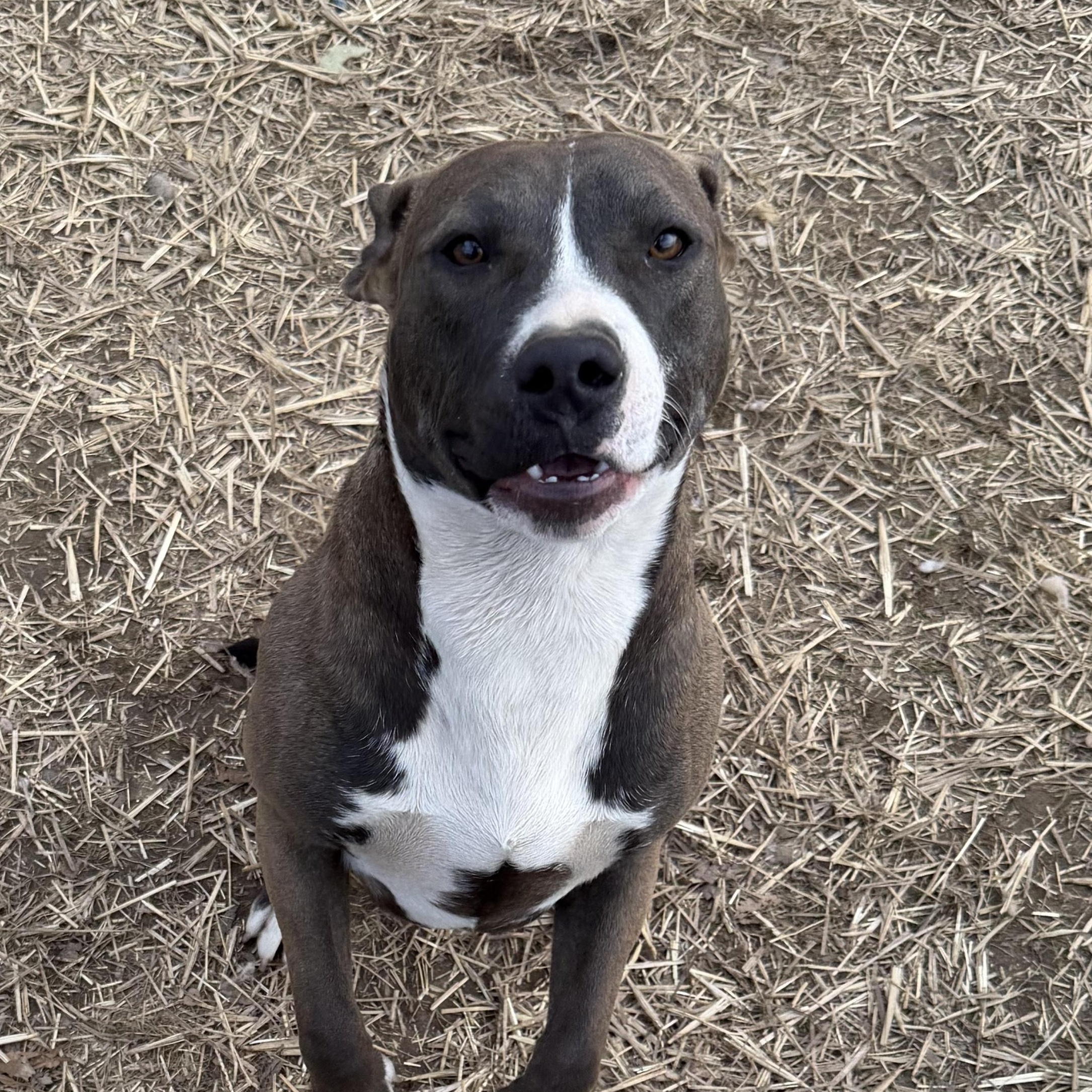 Minnie, ADOPTABLE, Young Female Pit Bull Terrier.