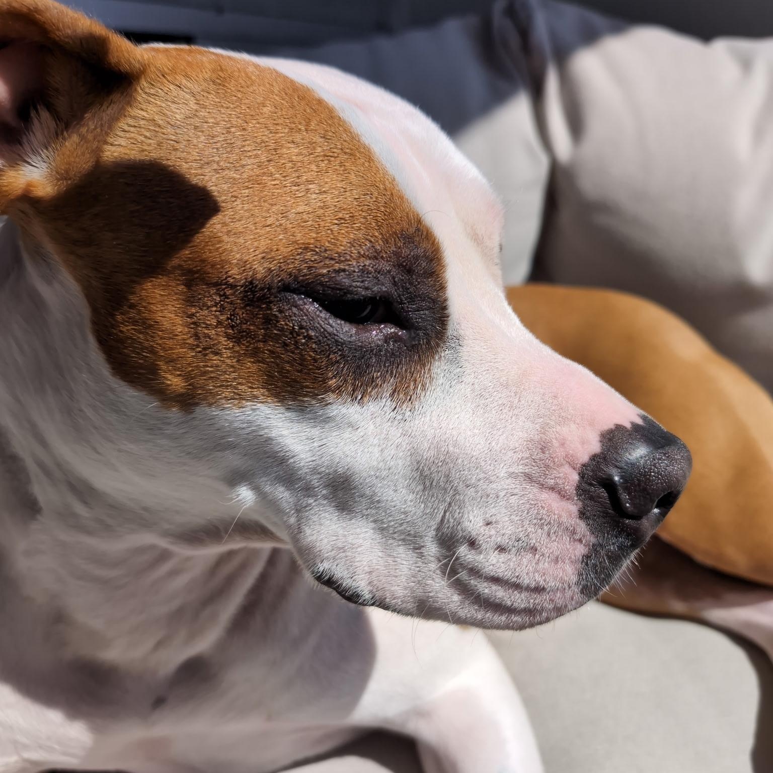 Ruby, an adoptable American Bulldog, American Bully in Mississauga, ON, L5G 4A9 | Photo Image 3