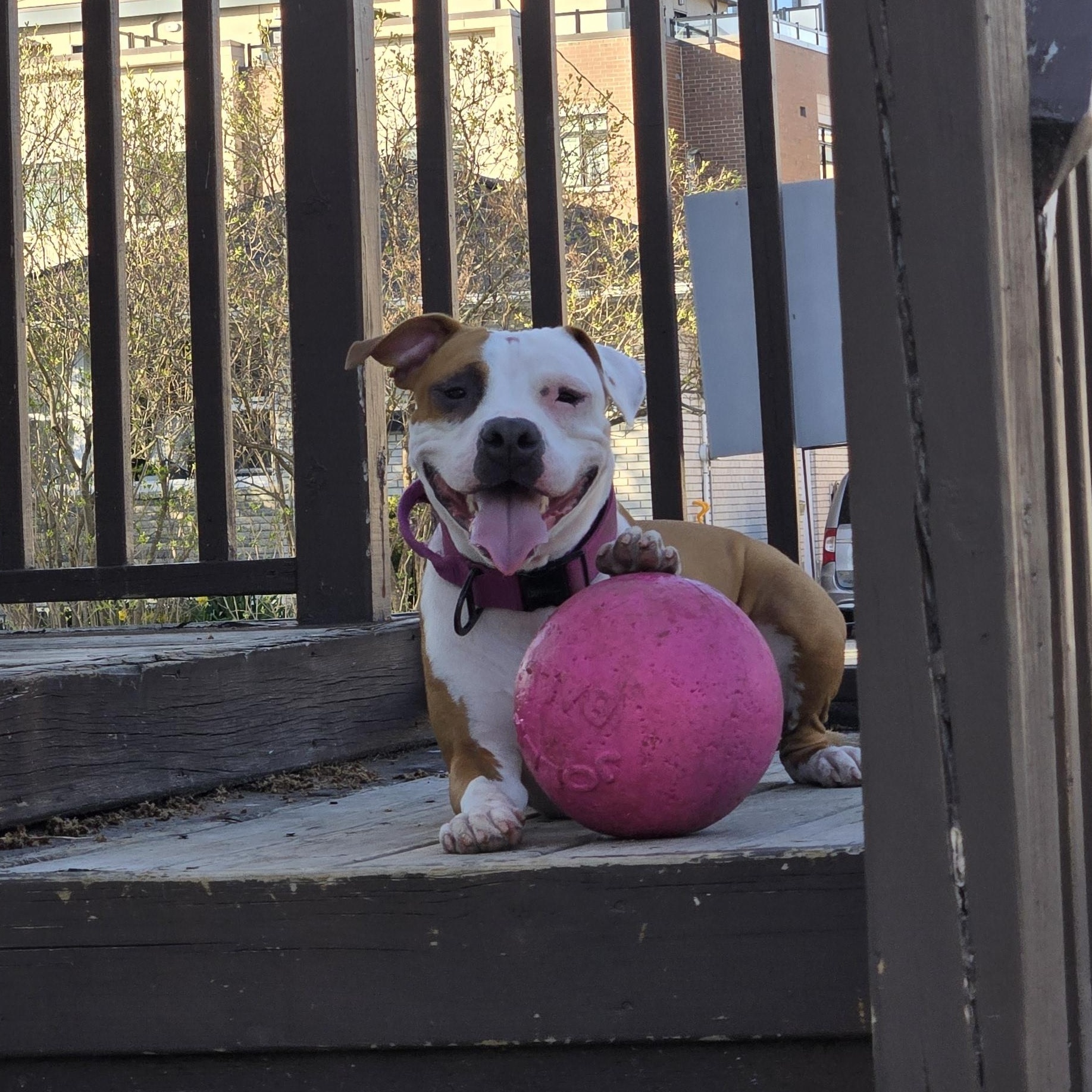 Ruby photo 2