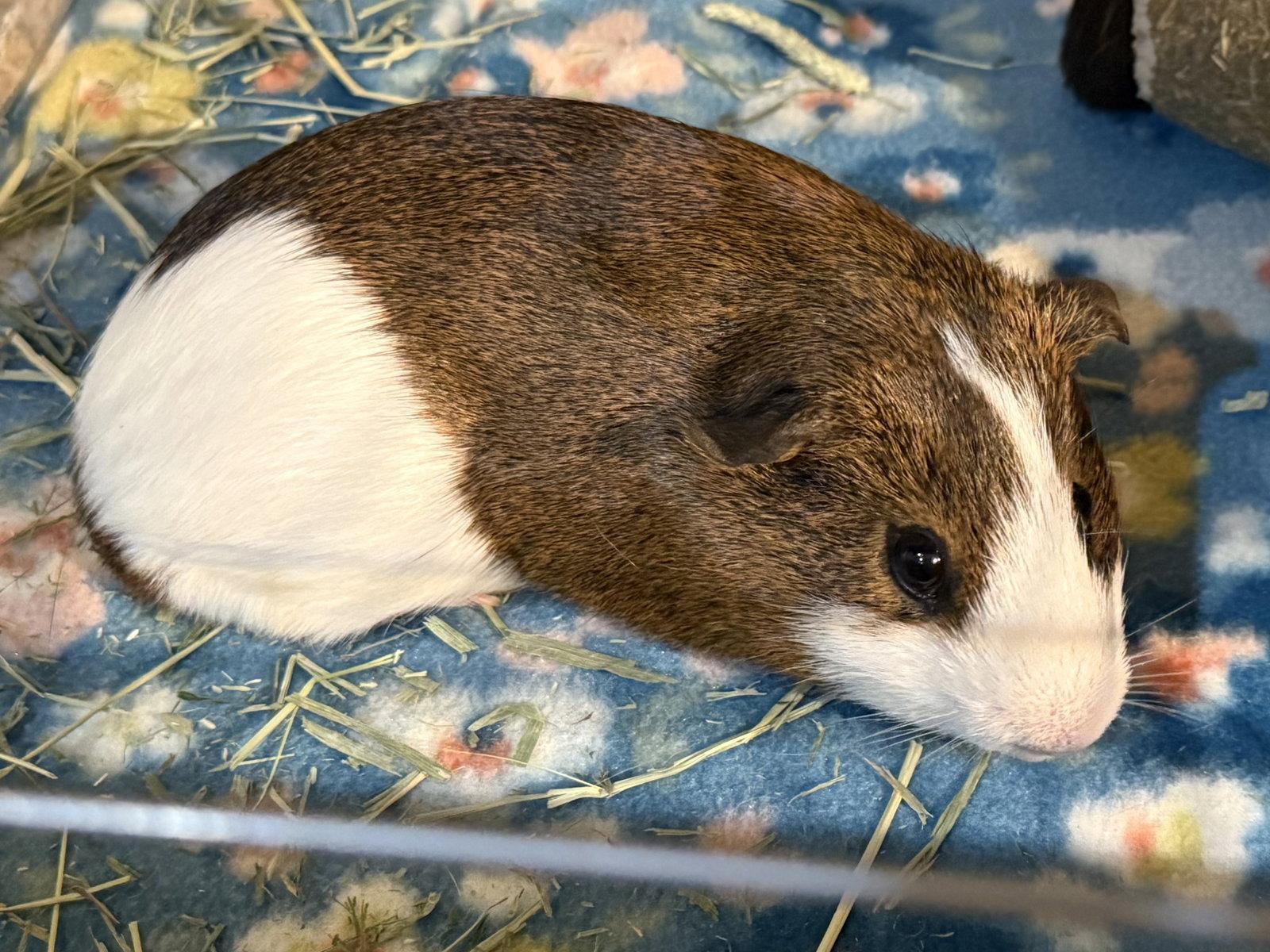Enlarge Oliver (& Ozzie), a Adoptable Guinea Pig in Marshfield, WI image 1/2