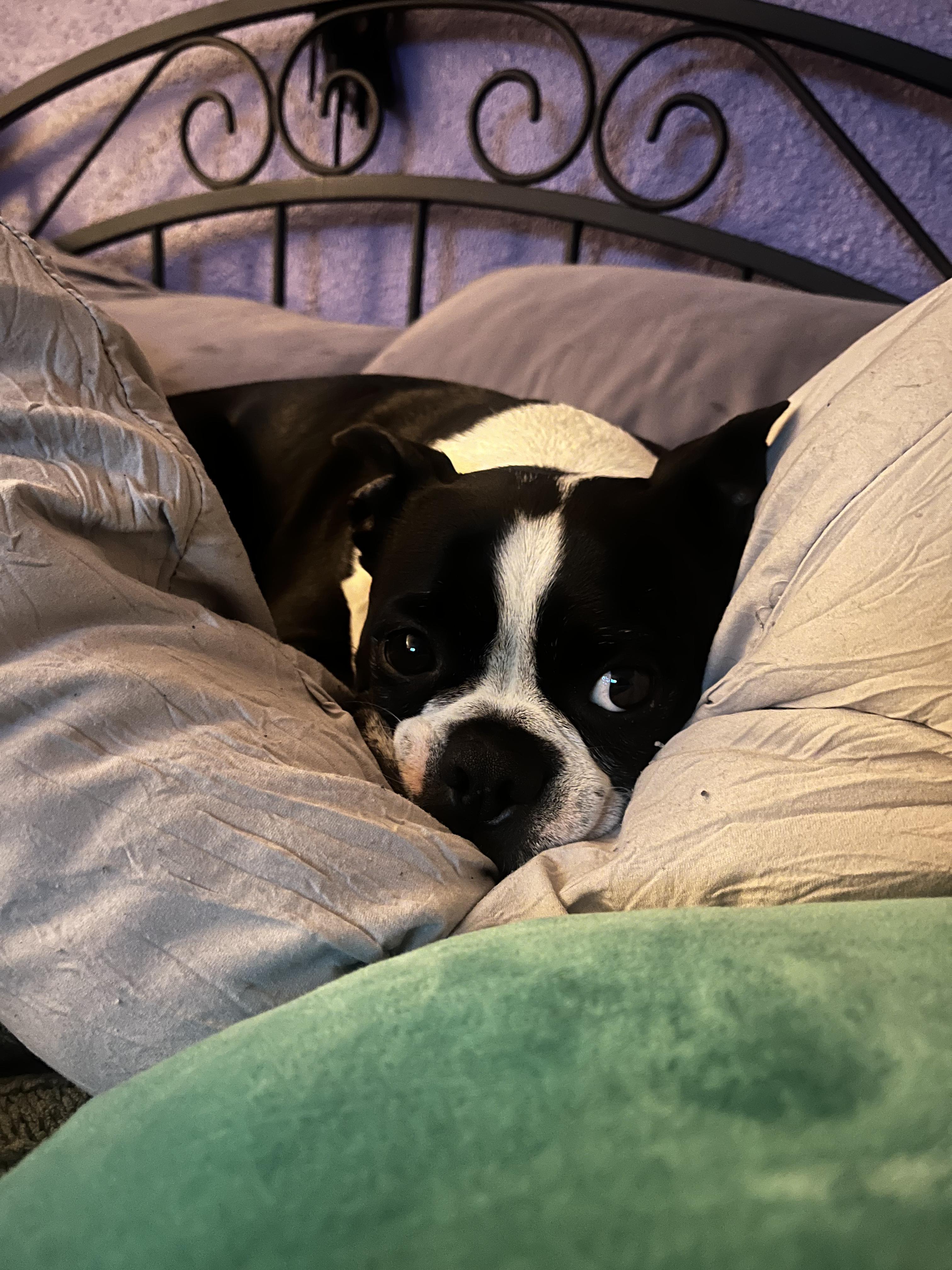 Enlarge Beaux, a ADOPTABLE Boston Terrier in Pasco, WA image 2/3