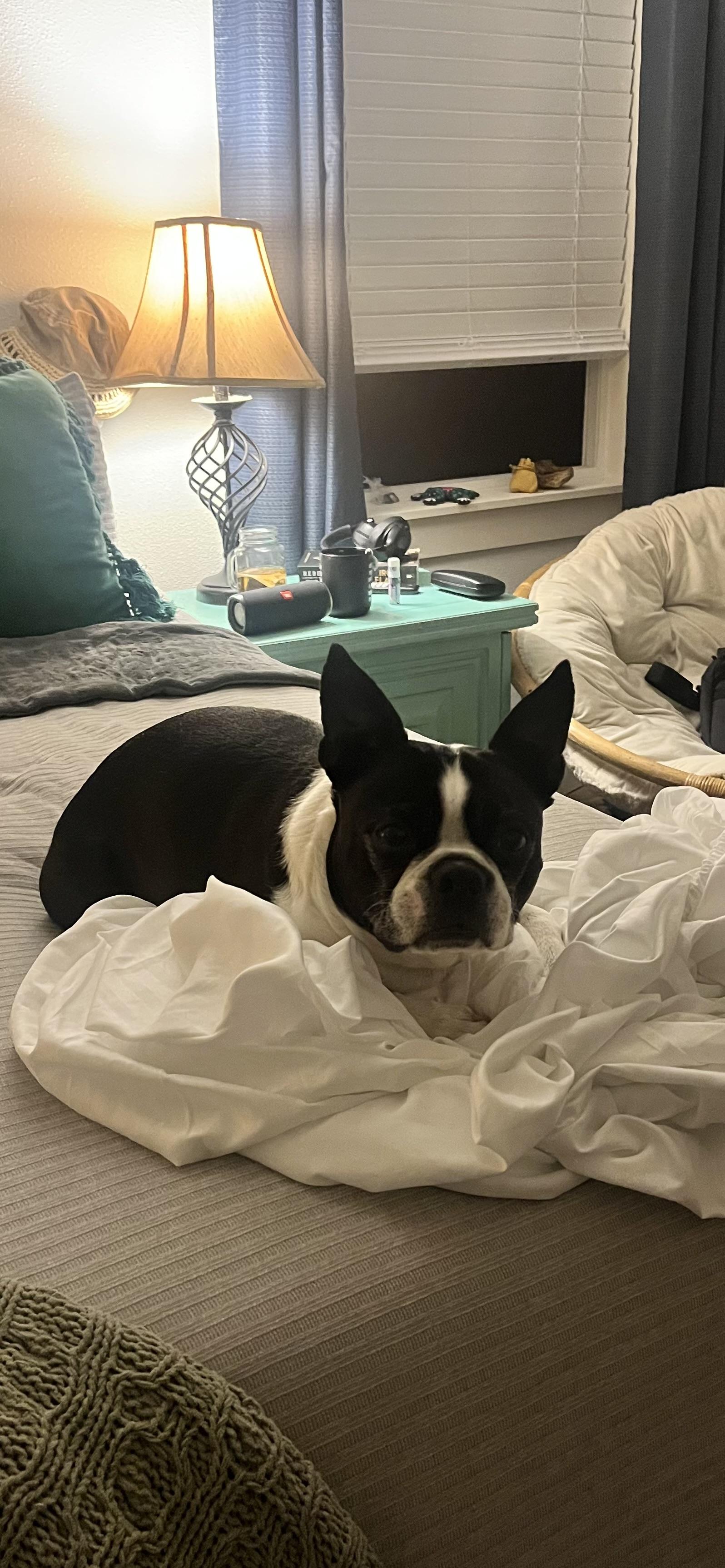 Enlarge Beaux, a ADOPTABLE Boston Terrier in Pasco, WA image 3/3