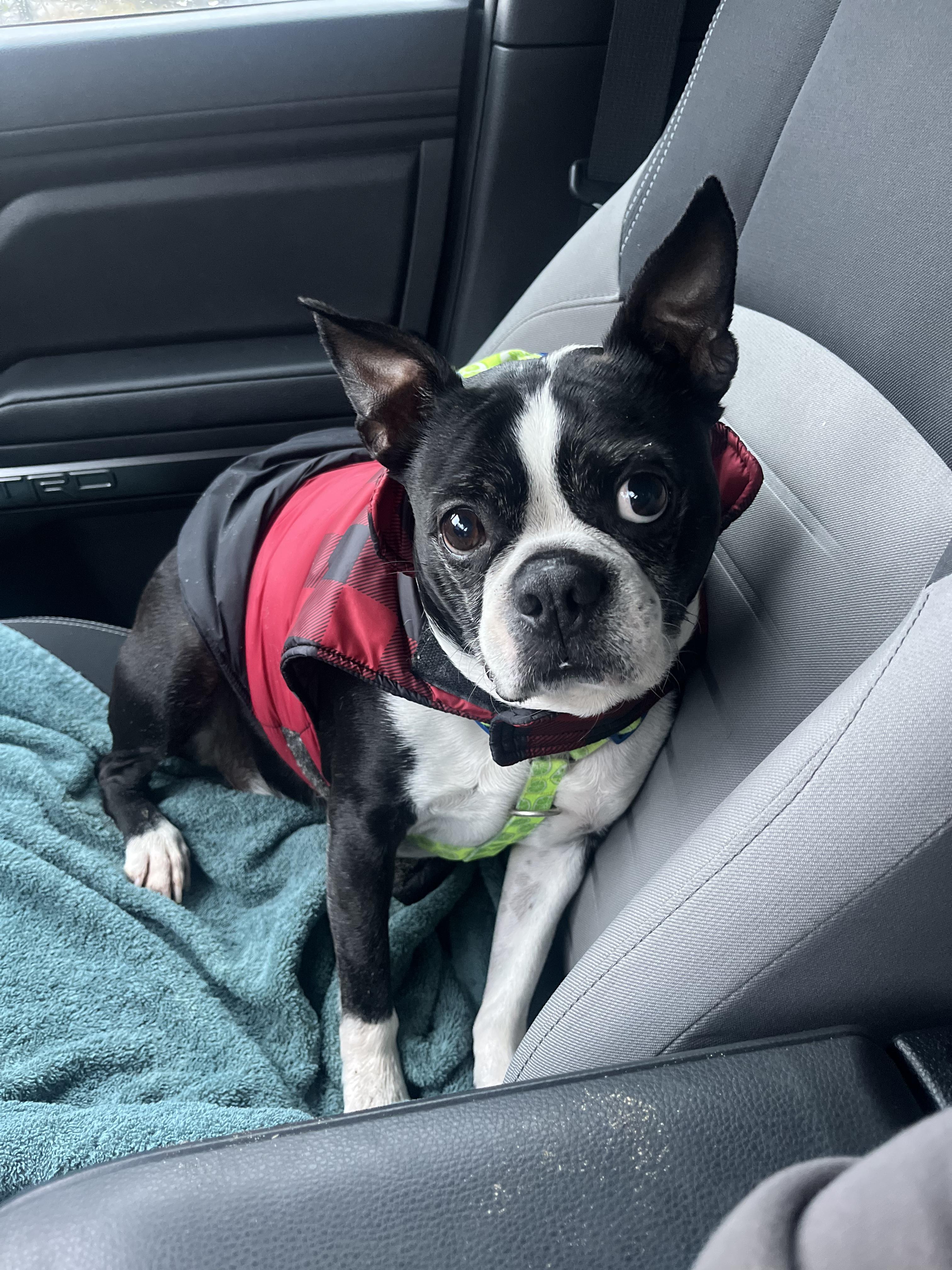 Enlarge Beaux, a ADOPTABLE Boston Terrier in Pasco, WA image 1/3