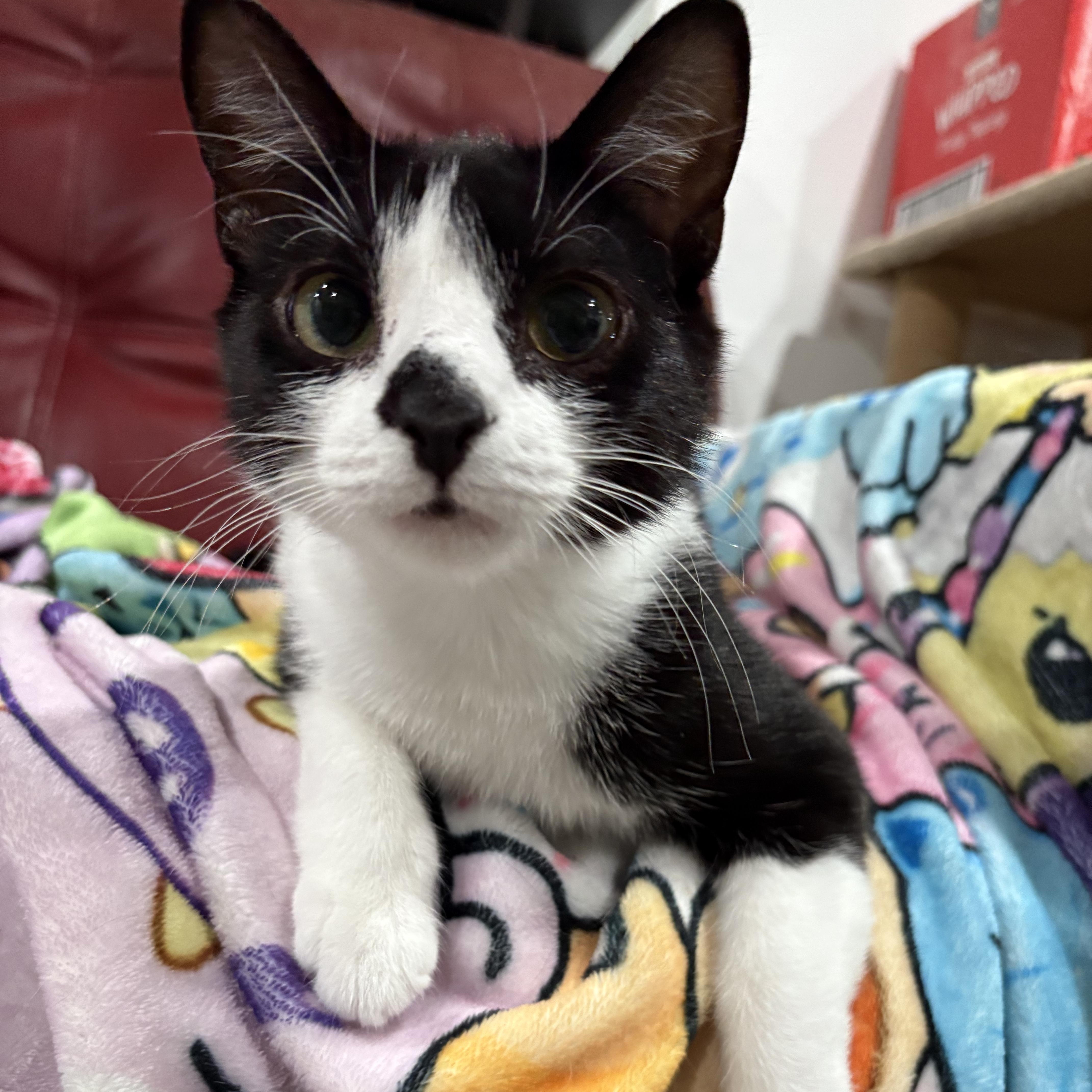 Enlarge Penelope, a Adoptable Domestic Short Hair in North Huntingdon, PA image 1/6