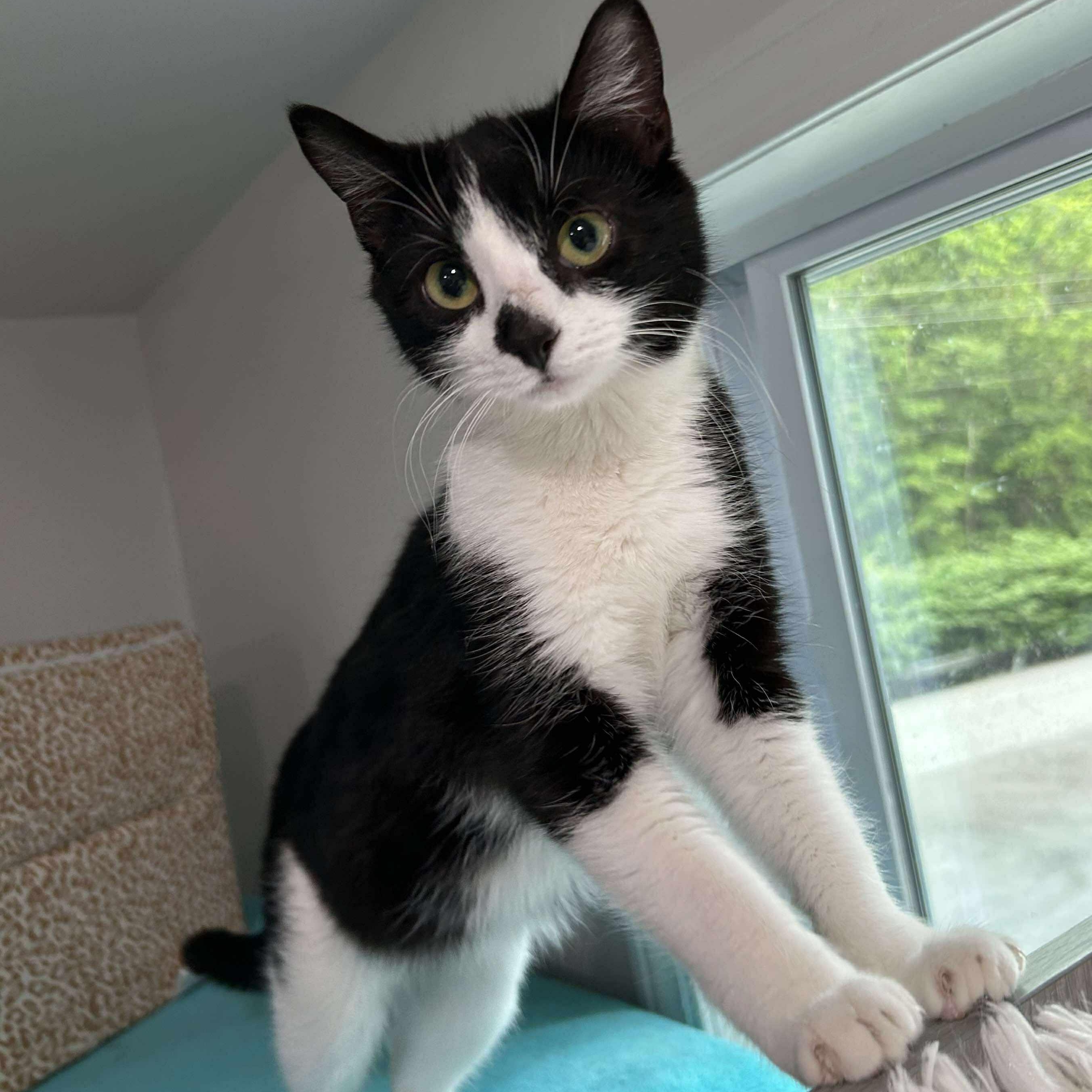 Enlarge Penelope, a Adoptable Domestic Short Hair in North Huntingdon, PA image 6/6