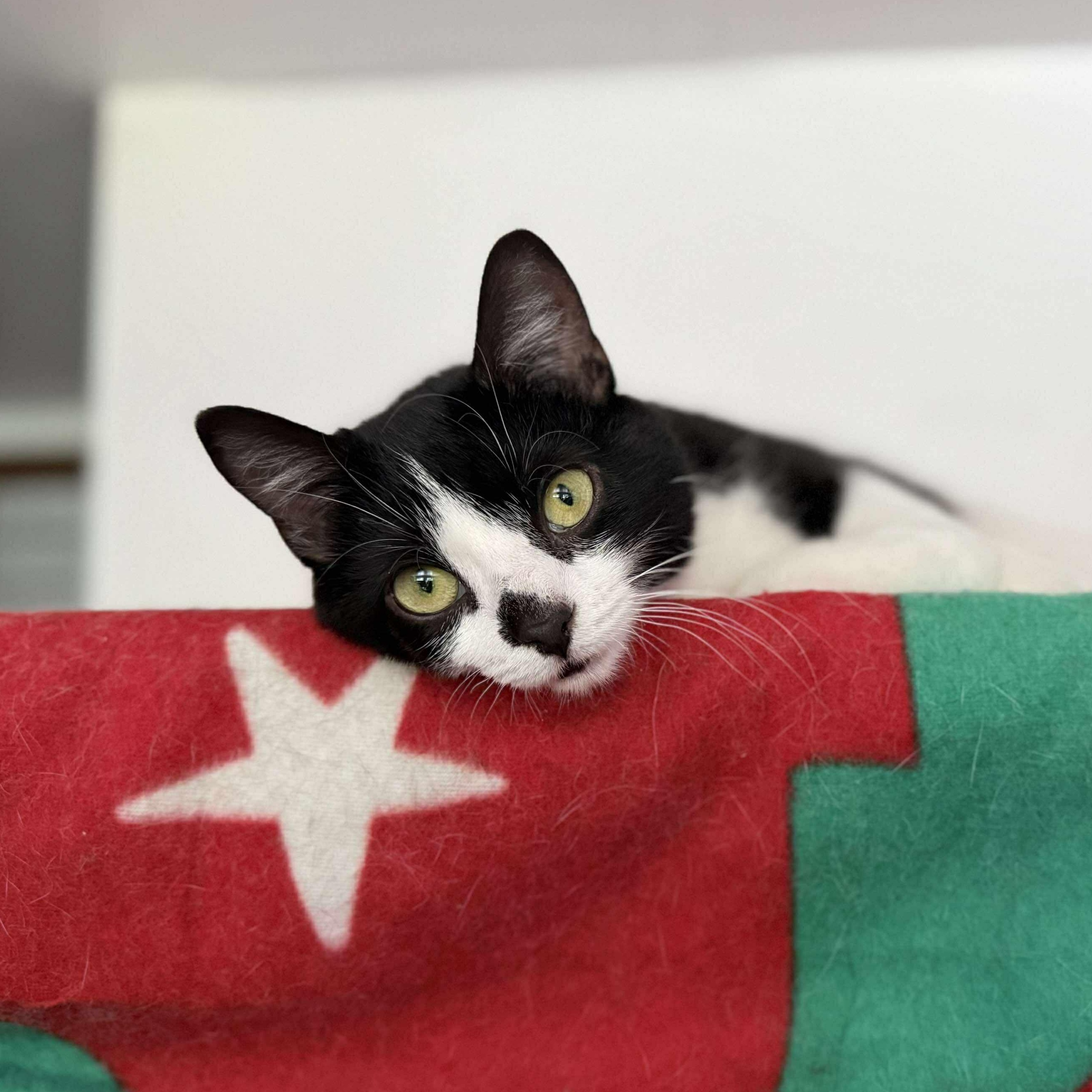 Enlarge Penelope, a Adoptable Domestic Short Hair in North Huntingdon, PA image 2/6