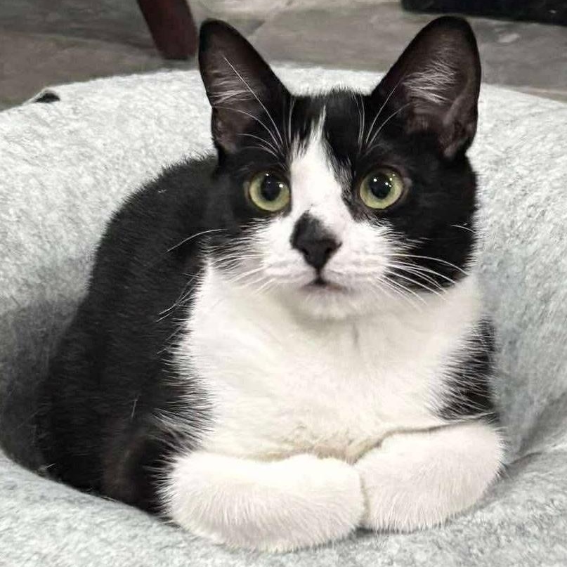 Enlarge Penelope, a Adoptable Domestic Short Hair in North Huntingdon, PA image 3/6