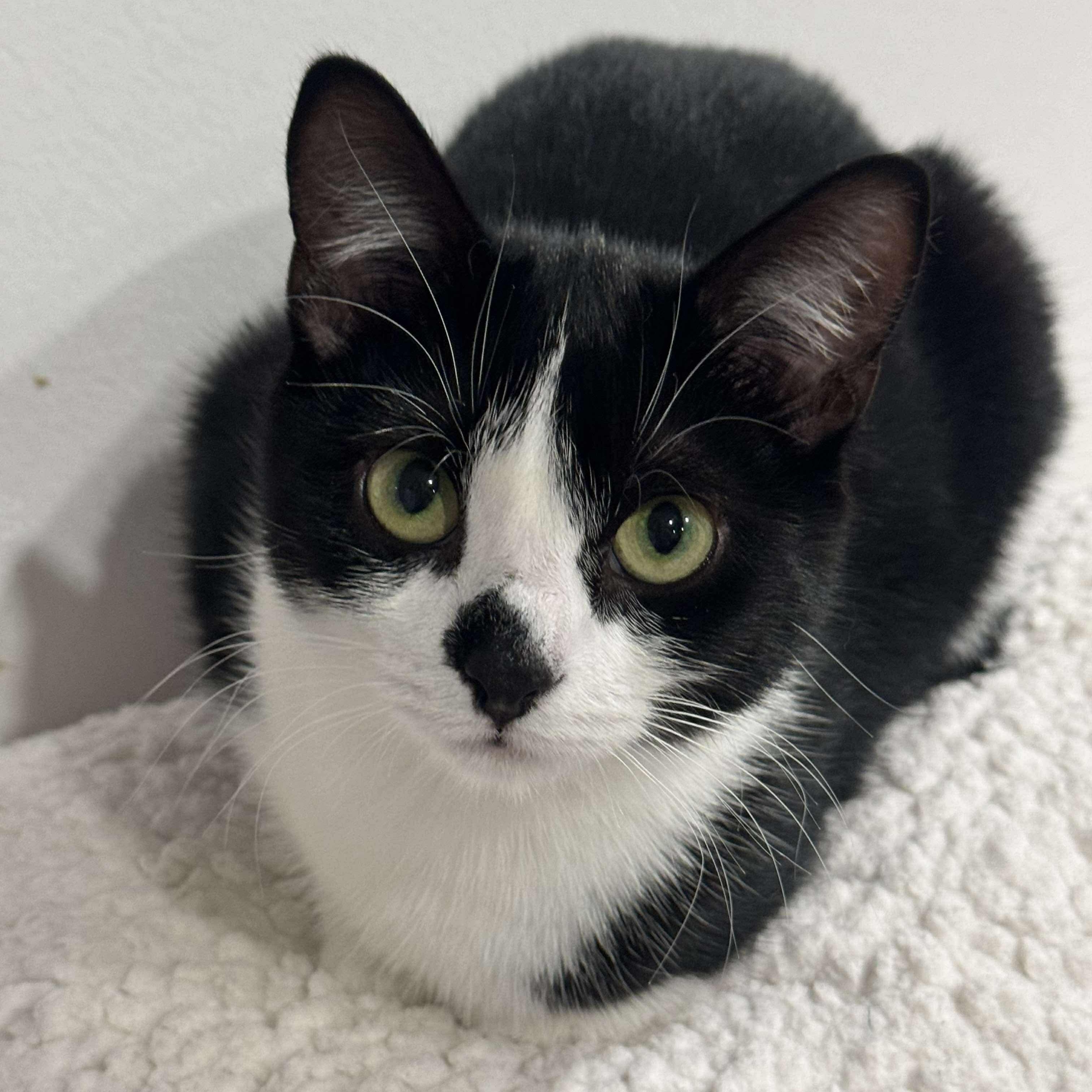 Enlarge Penelope, a Adoptable Domestic Short Hair in North Huntingdon, PA image 4/6