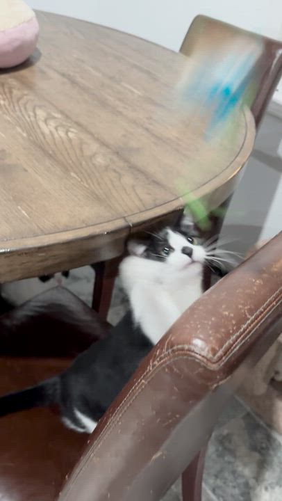 Enlarge Penelope, a Adoptable Domestic Short Hair in North Huntingdon, PA video 5/6