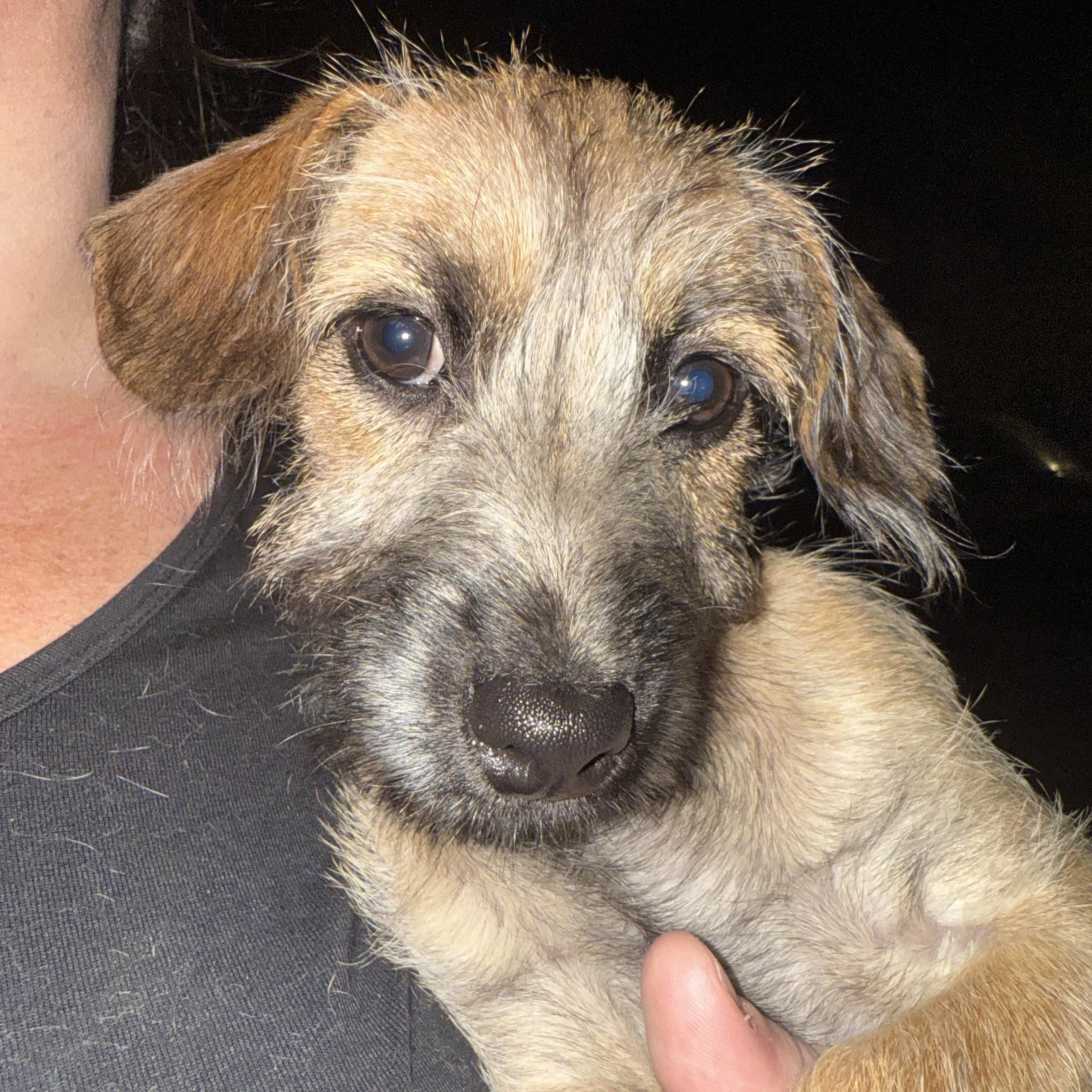 Enlarge Meet scruffilicious Ford!, a Adoptable mixed breed in Lockhart, TX image 1/5