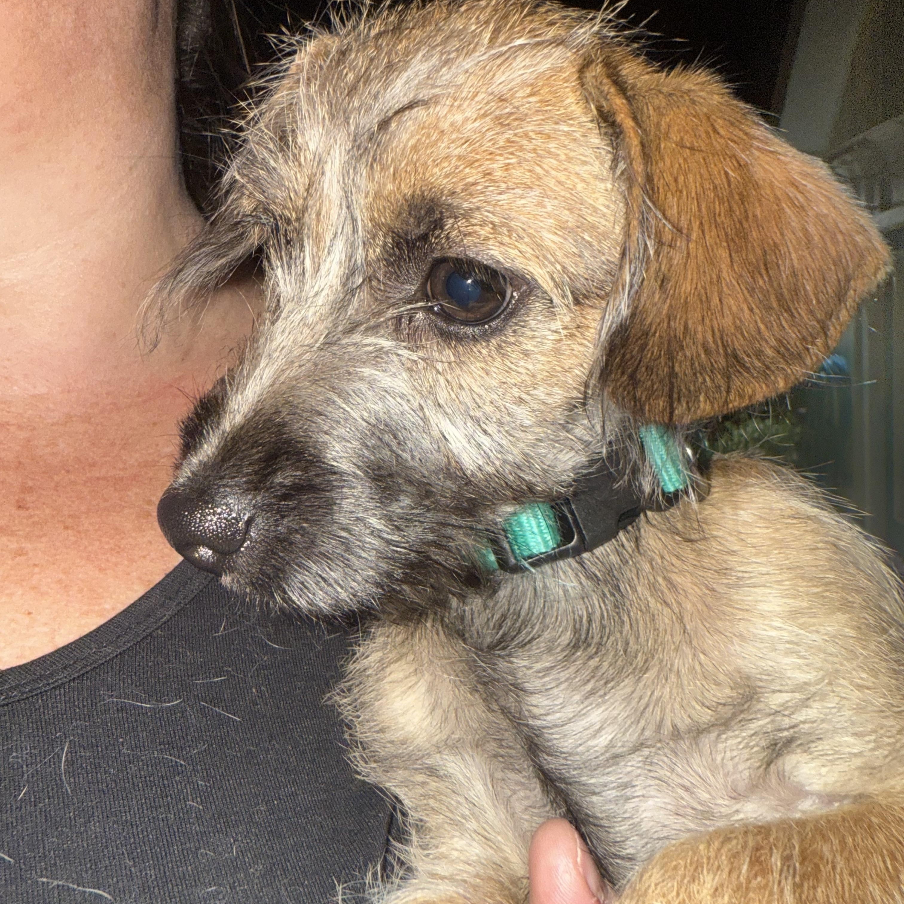 Enlarge Meet scruffilicious Ford!, a Adoptable mixed breed in Lockhart, TX image 3/5