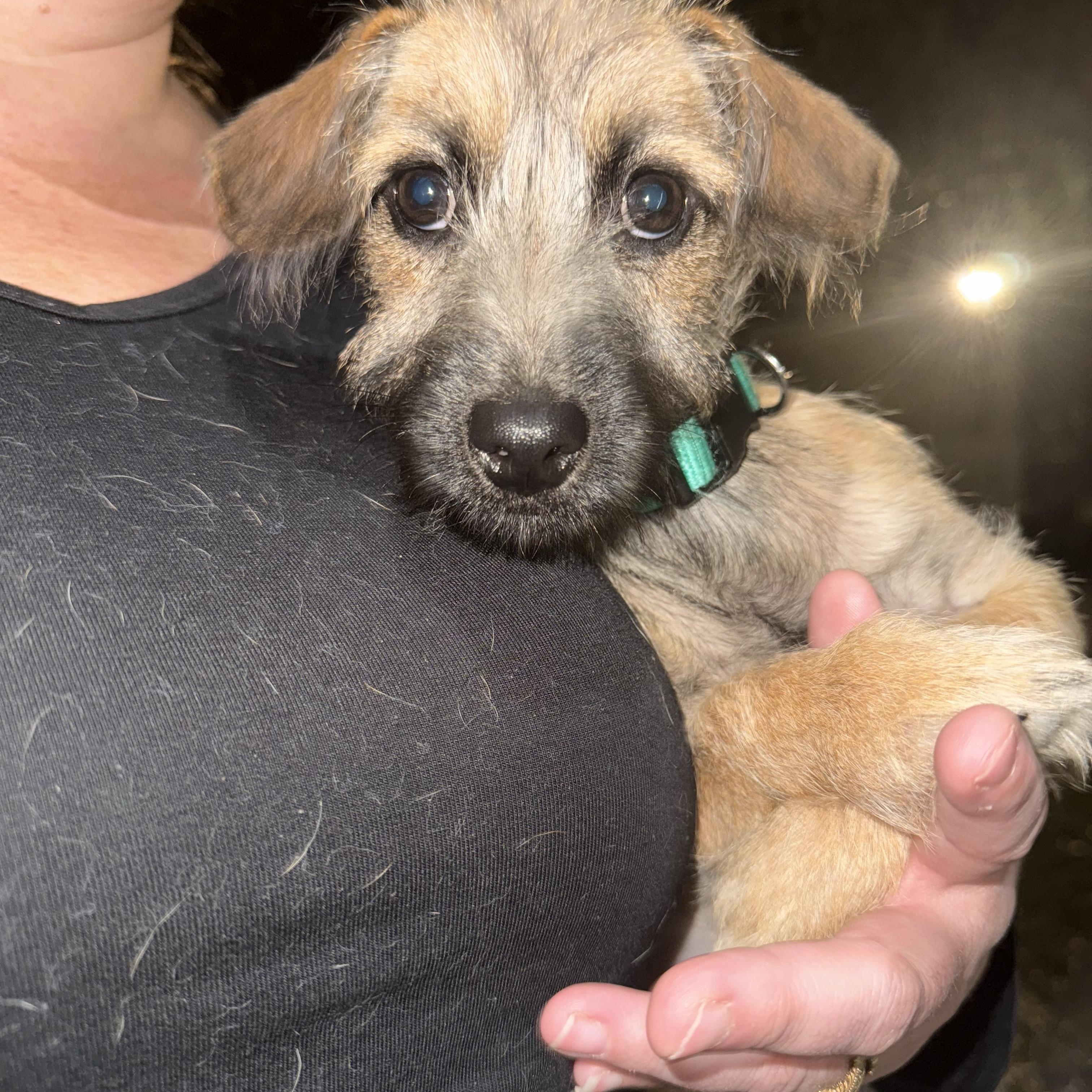 Enlarge Meet scruffilicious Ford!, a Adoptable mixed breed in Lockhart, TX image 4/5