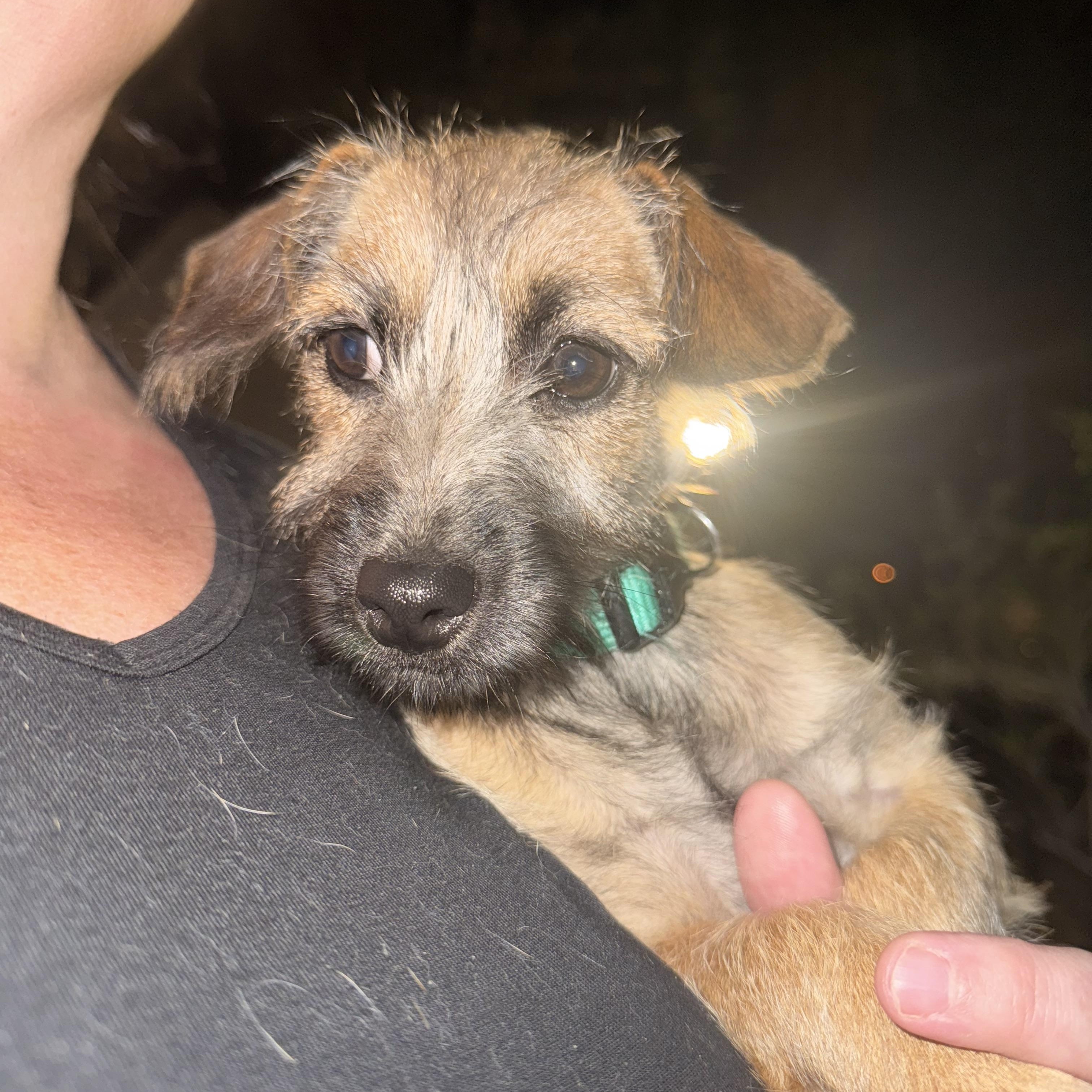 Enlarge Meet scruffilicious Ford!, a Adoptable mixed breed in Lockhart, TX image 2/5