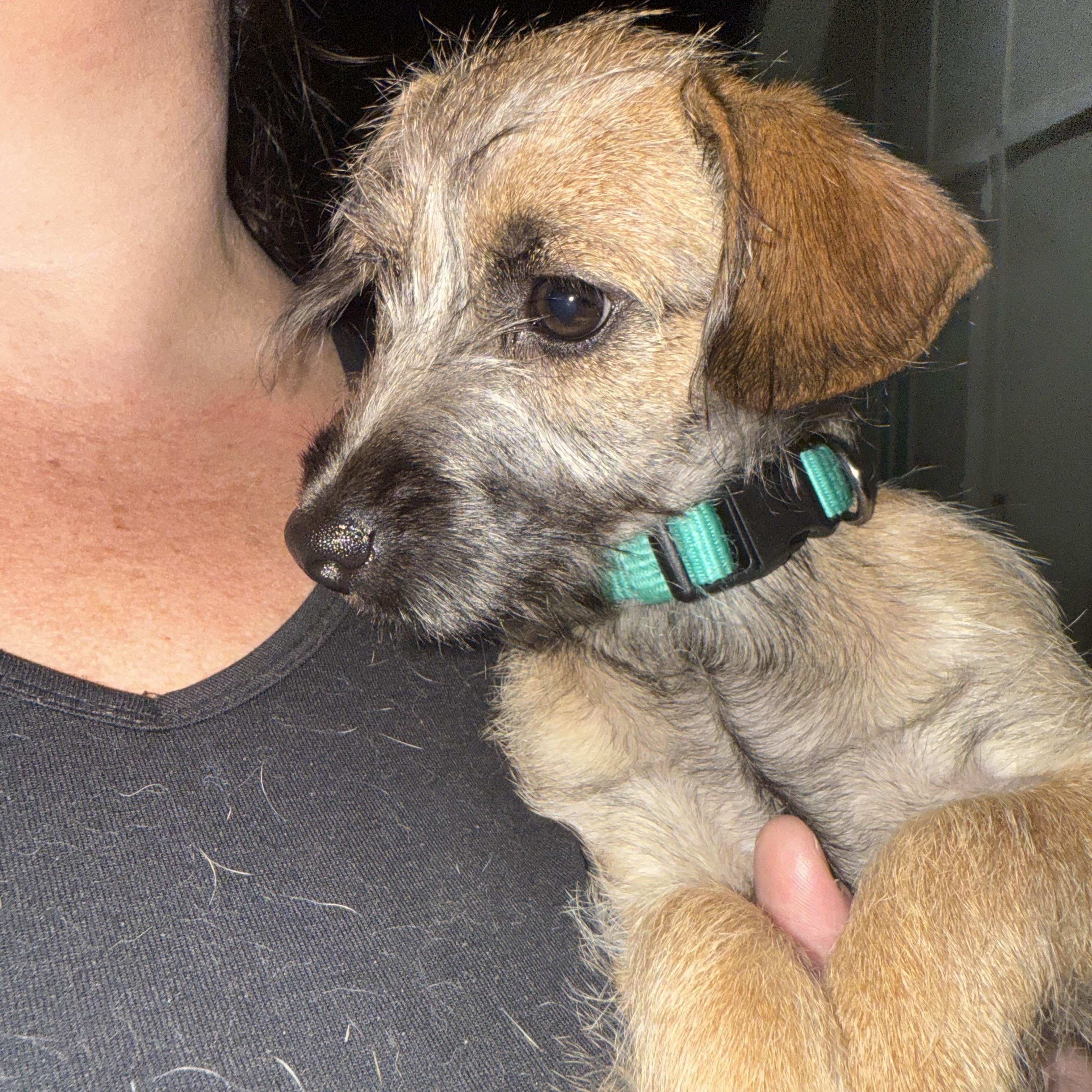 Enlarge Meet scruffilicious Ford!, a Adoptable mixed breed in Lockhart, TX image 5/5