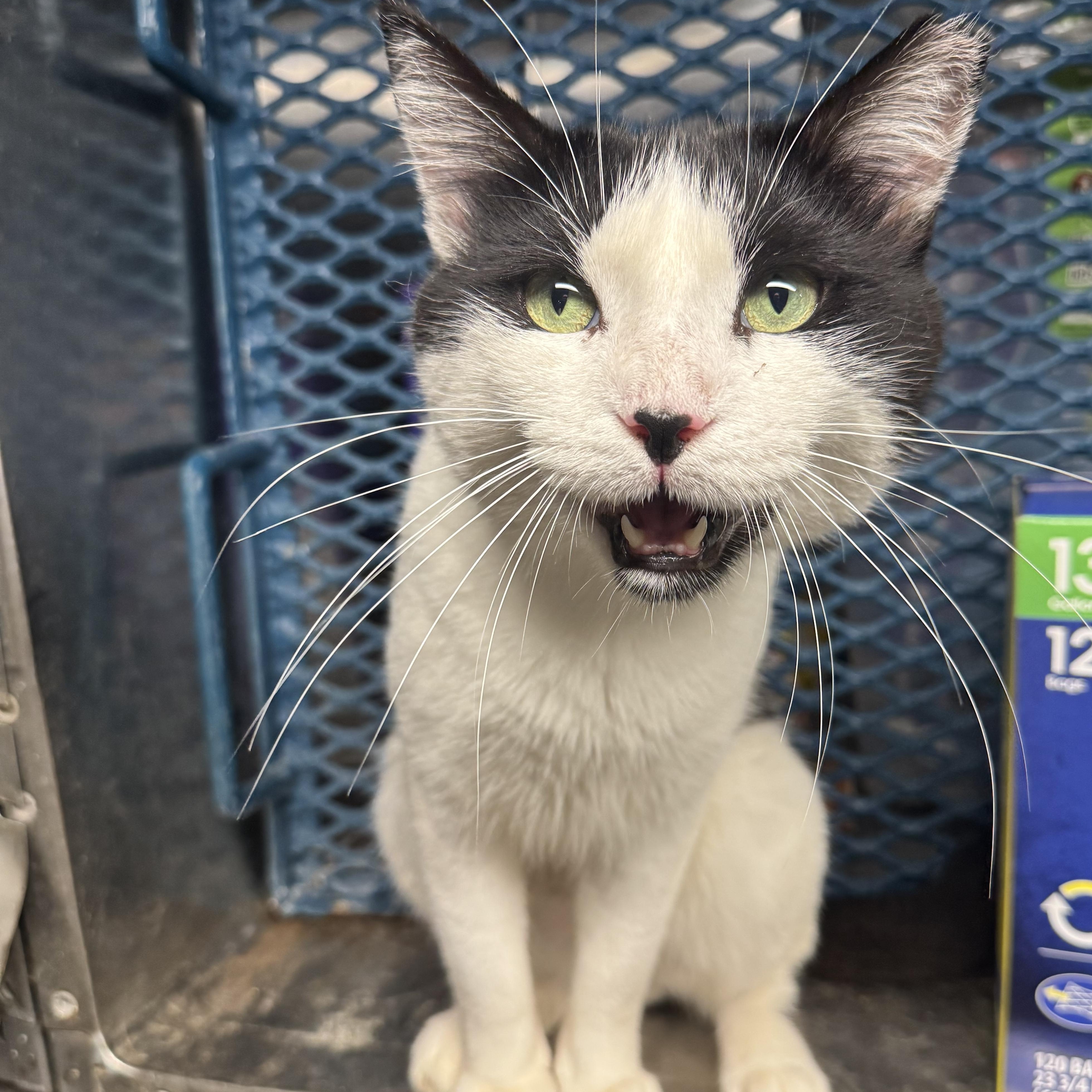 Enlarge JJ, a Adopted Domestic Short Hair in East Orange, NJ image 2/2